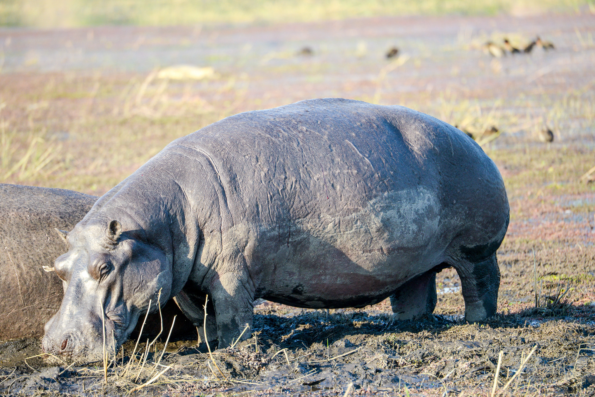 Nikon D800 sample photo. Chobe national park photography