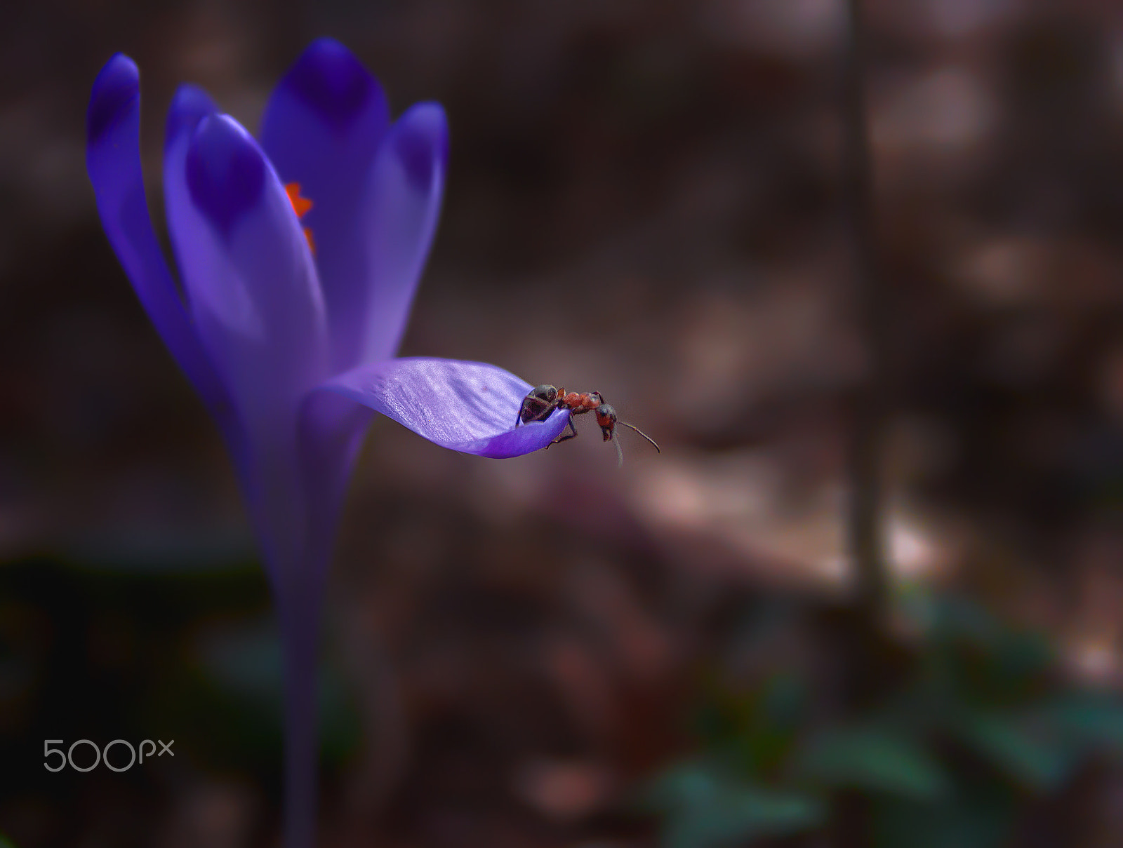 Canon EOS 650D (EOS Rebel T4i / EOS Kiss X6i) sample photo. Ant and crocus_3 photography