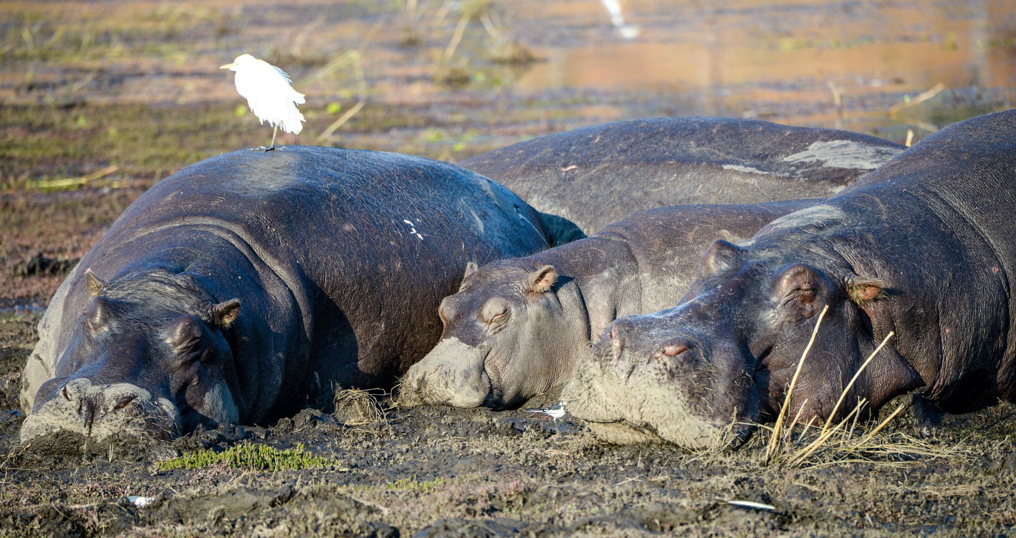 Nikon D800 sample photo. Chobe national park photography