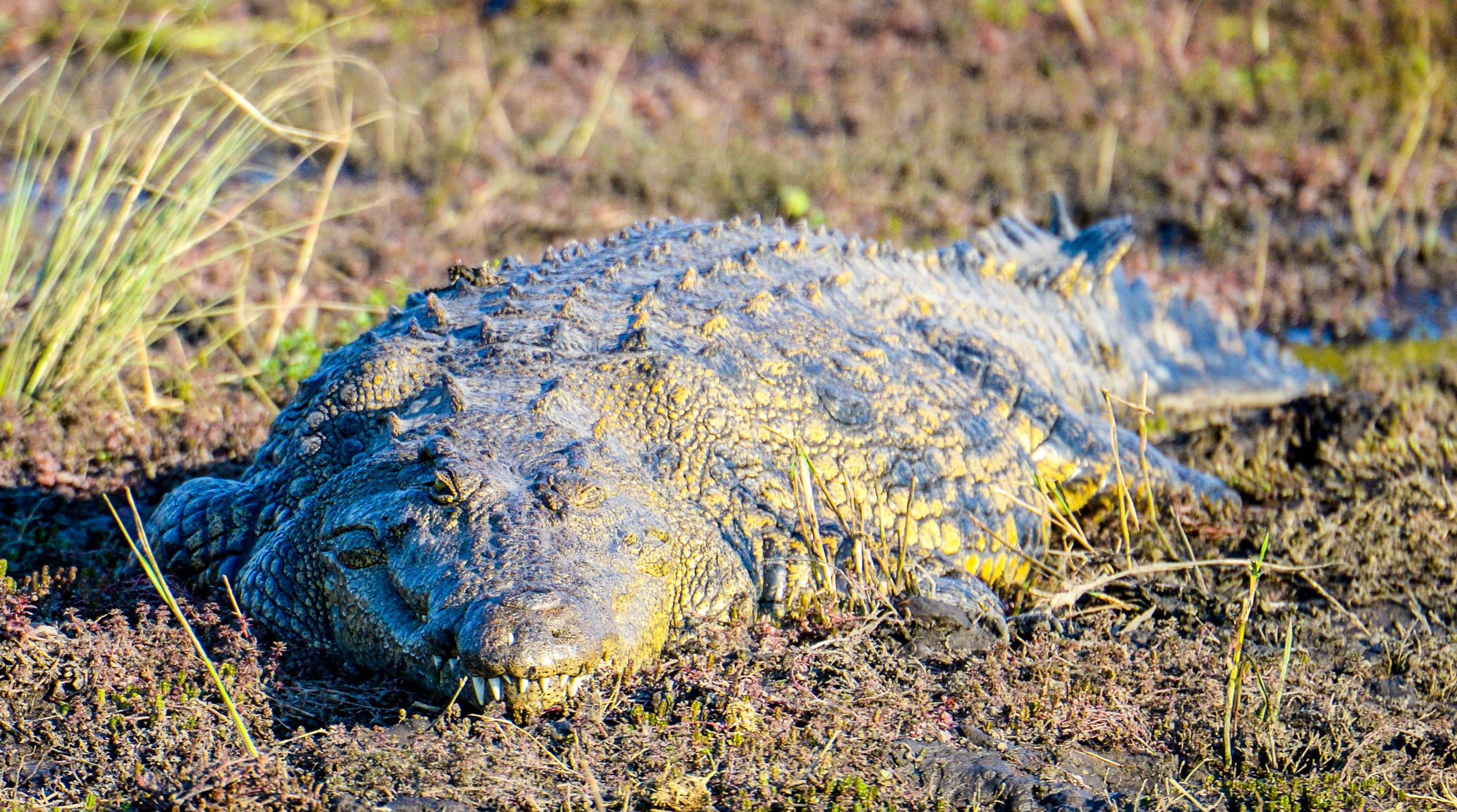 Nikon D800 sample photo. Chobe national park photography