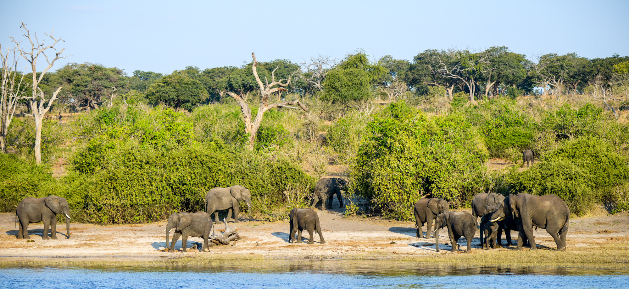 Nikon D800 sample photo. Chobe national park photography