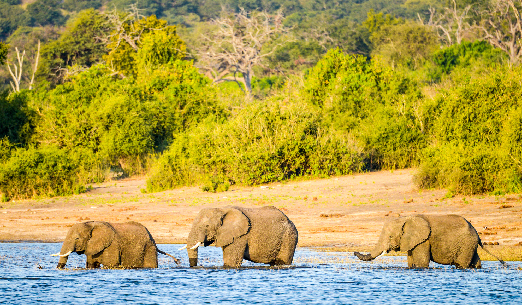 Nikon D800 sample photo. Chobe national park photography