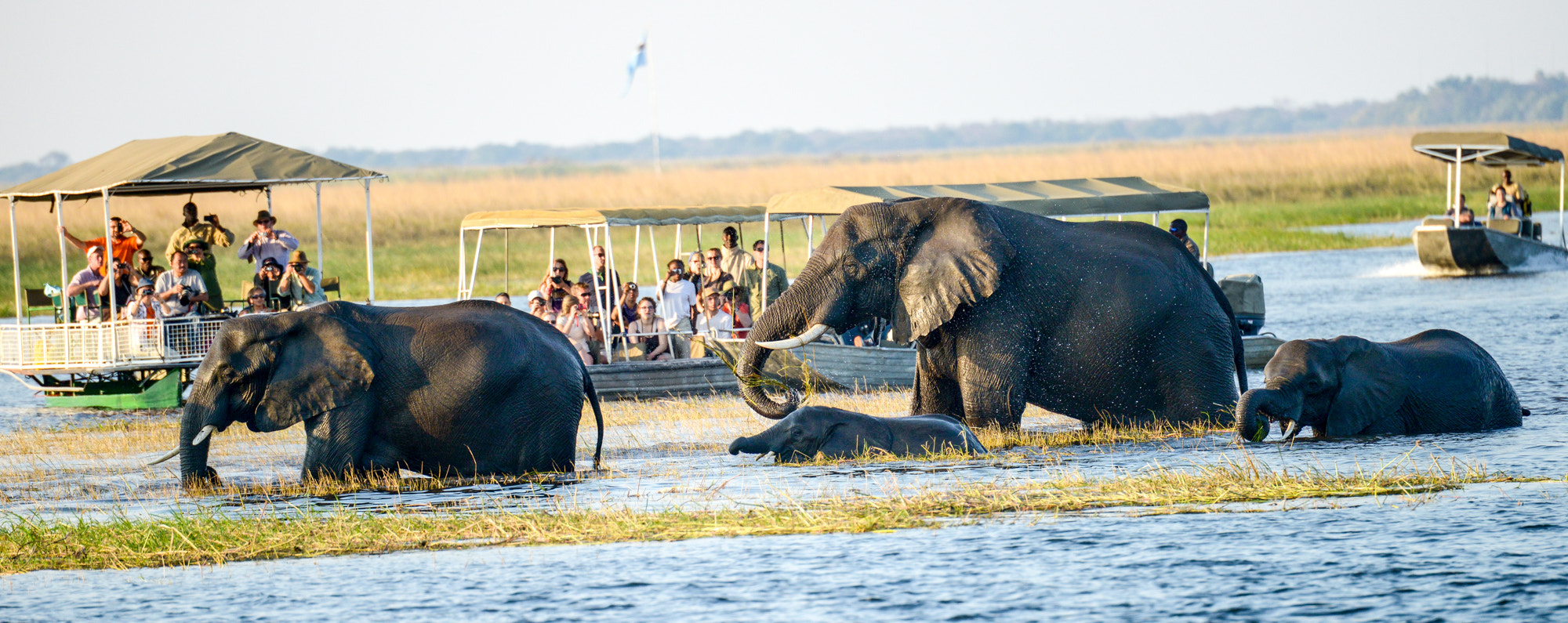 Nikon D800 sample photo. Chobe national park photography