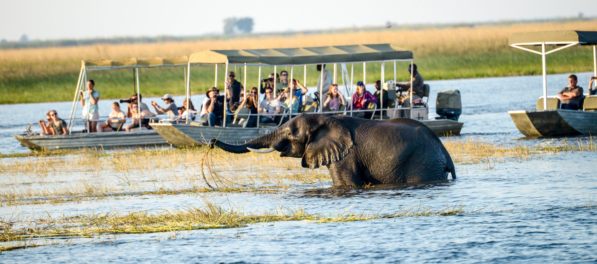 Nikon D800 sample photo. Chobe national park photography