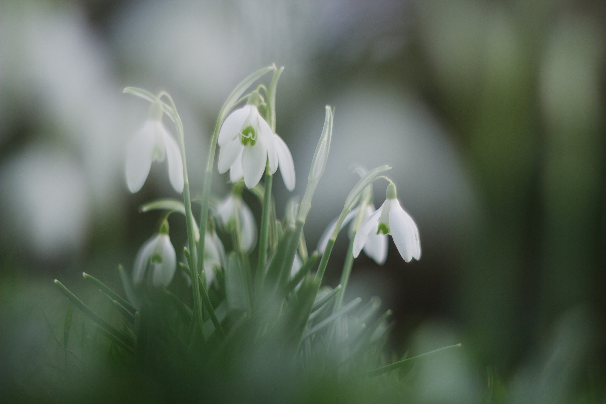 Canon EF 35-80mm f/4-5.6 sample photo. Swandrops photography