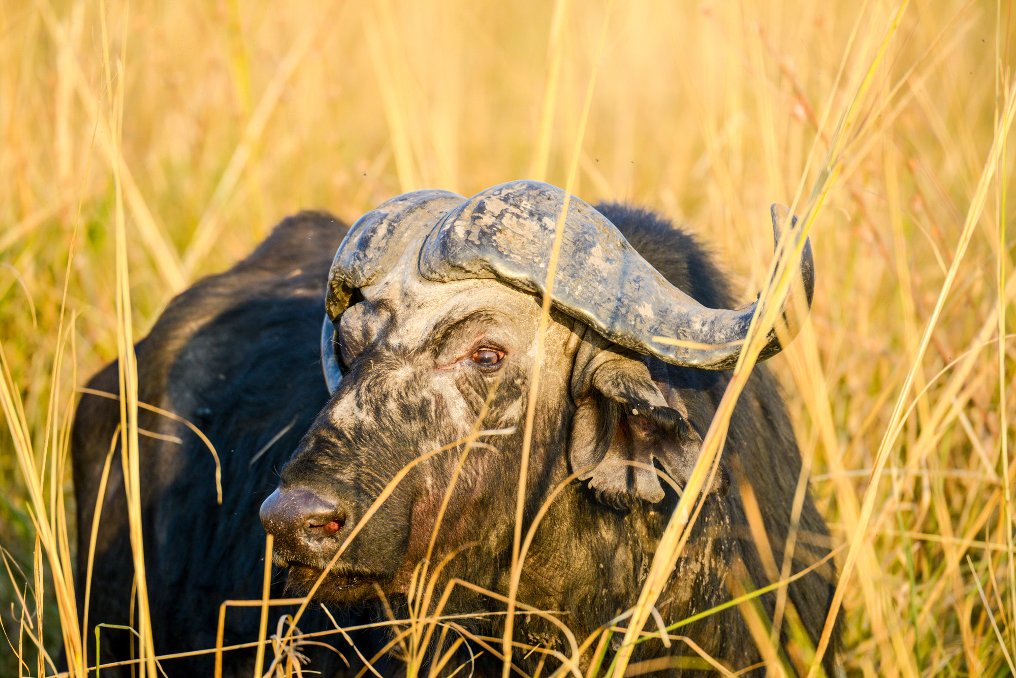 Nikon D800 sample photo. Chobe national park photography