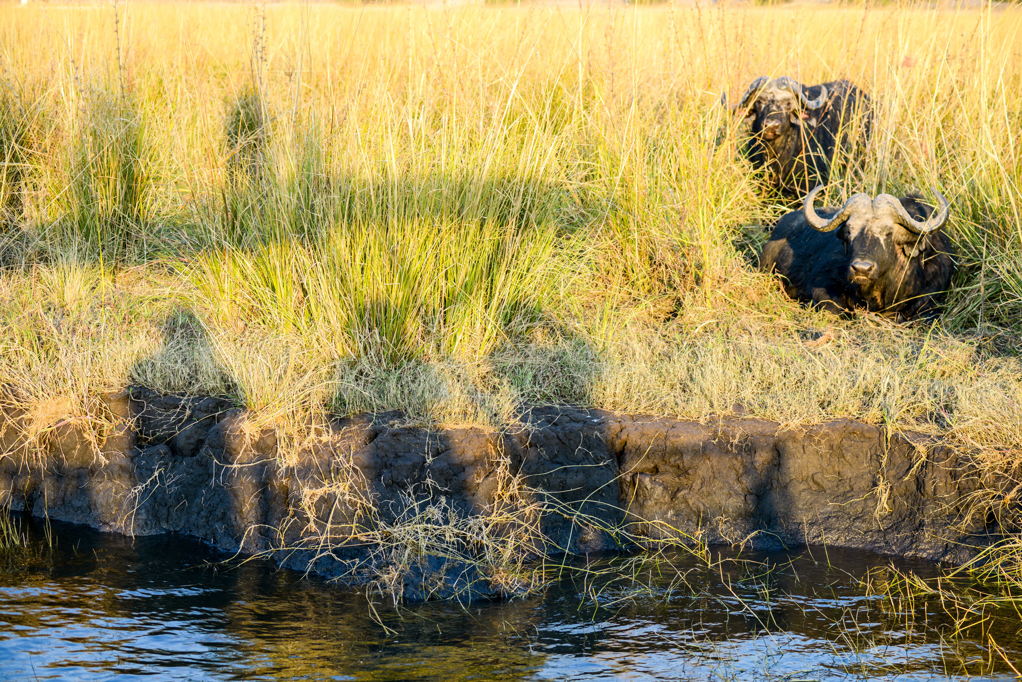 Nikon D800 sample photo. Chobe national park photography