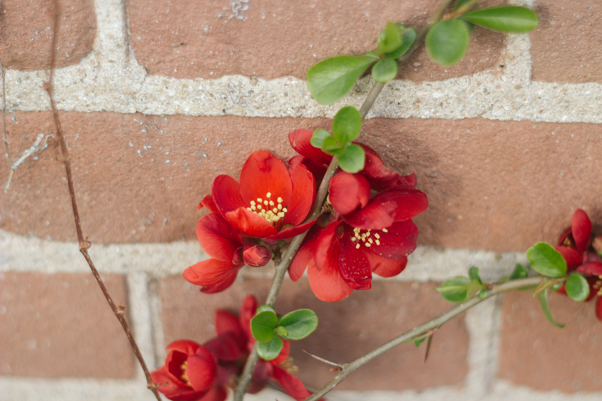 Canon EF 35-80mm f/4-5.6 sample photo. Wallflower photography