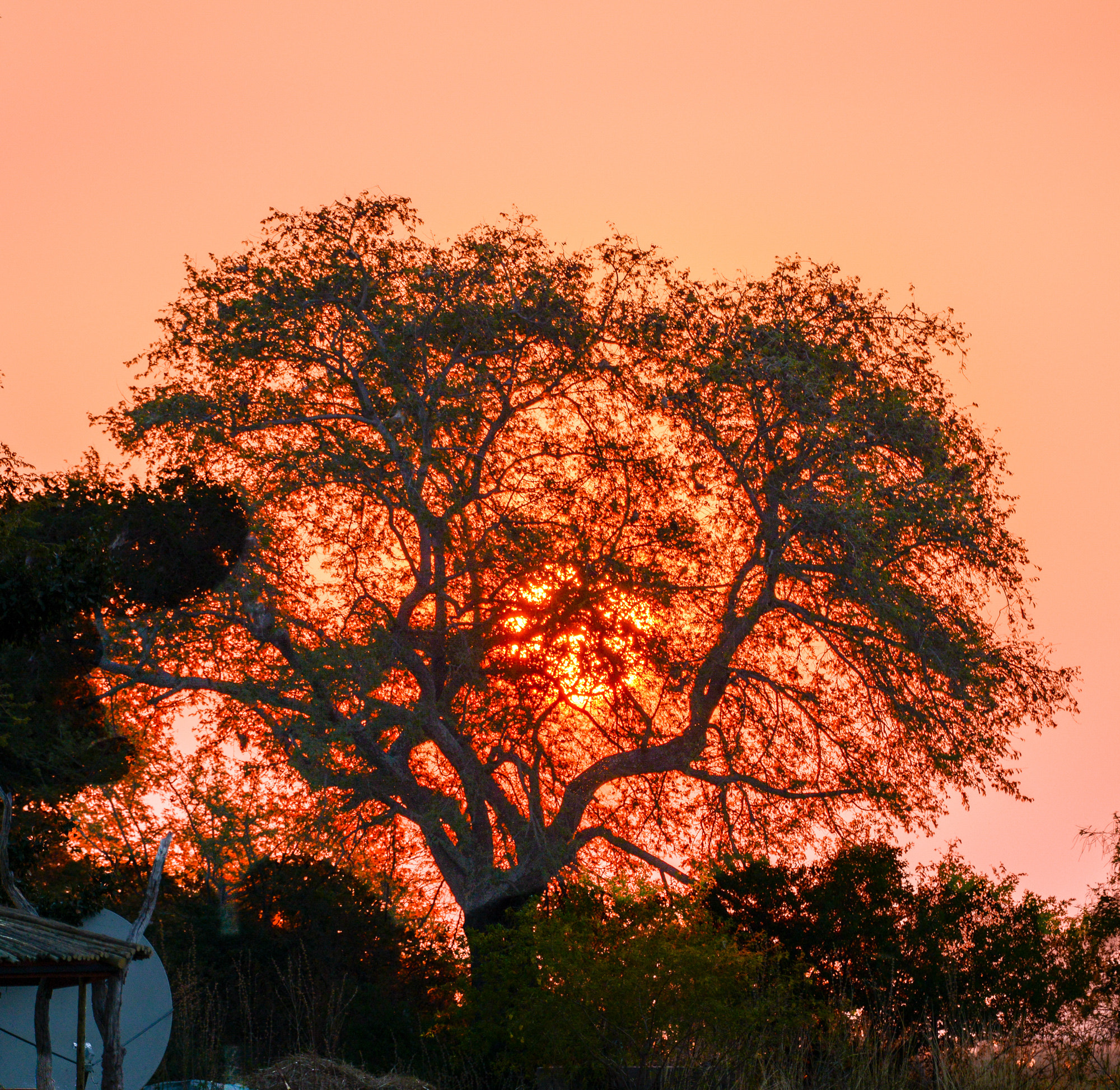 Nikon D800 sample photo. Chobe national park photography