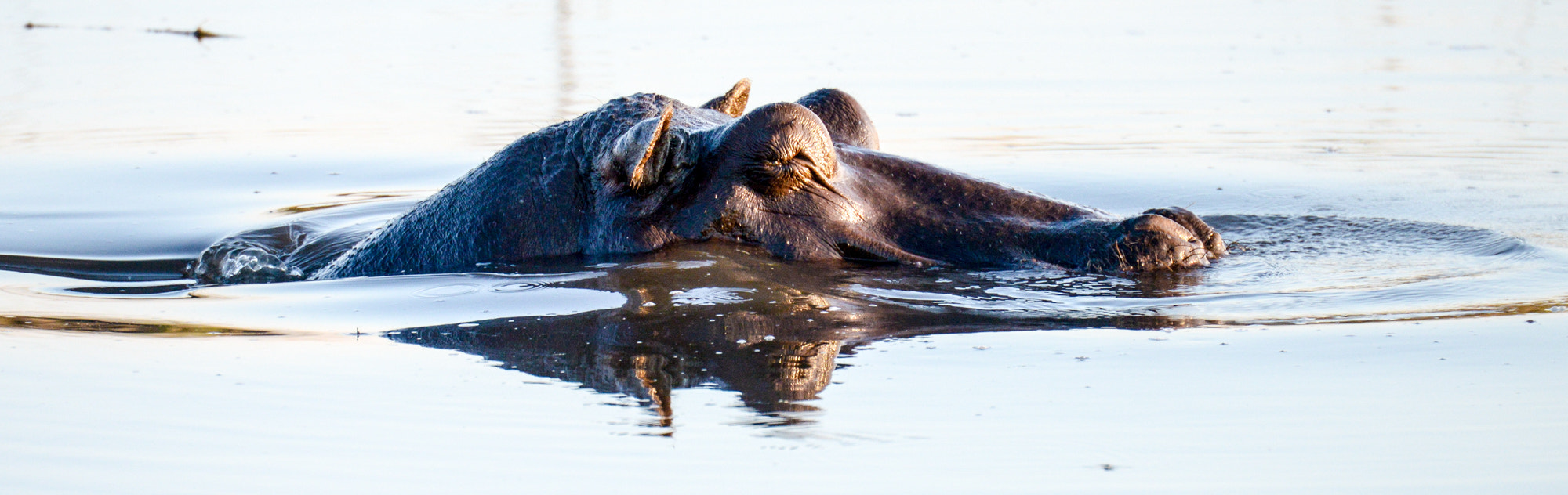 Nikon D800 sample photo. Chobe national park photography
