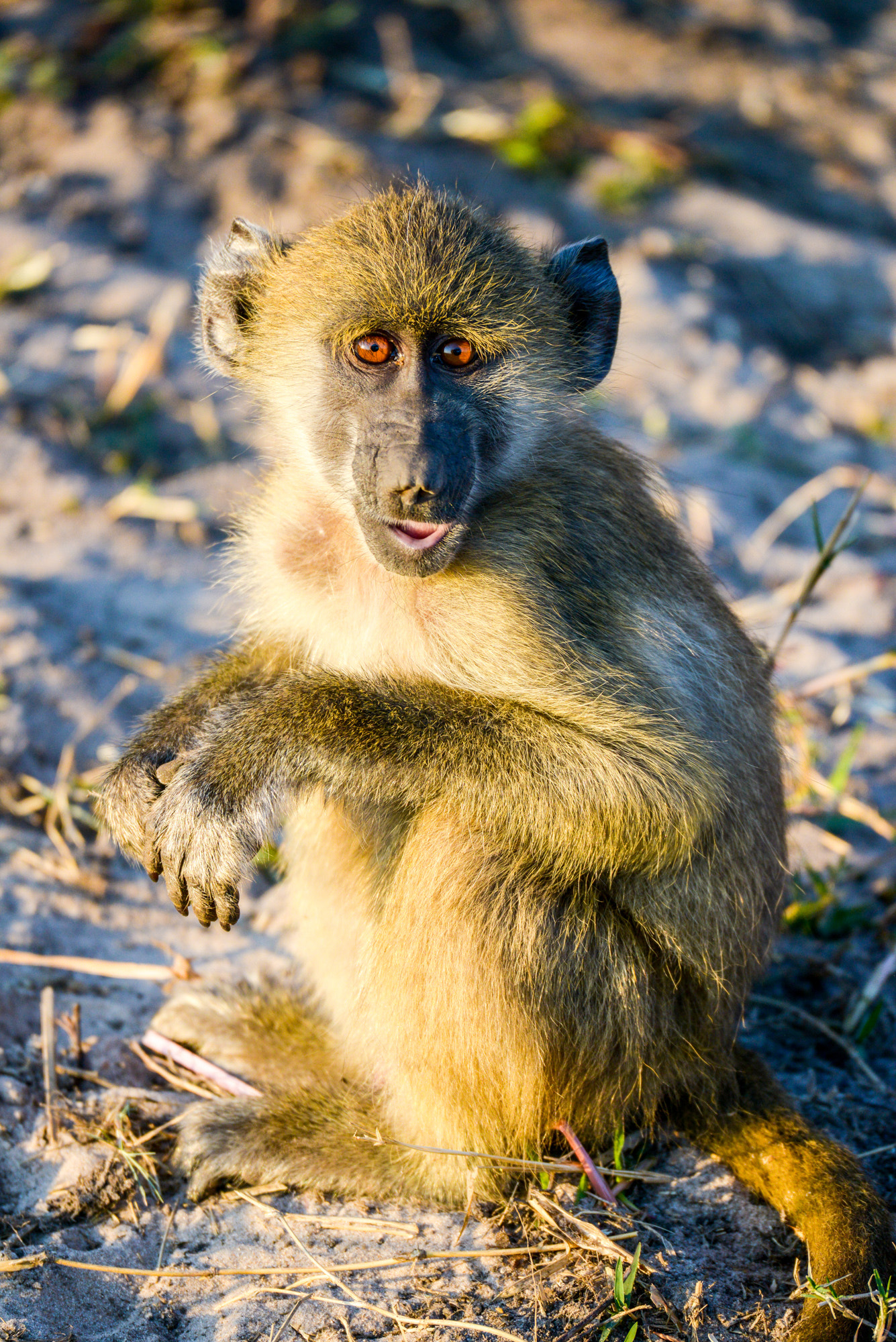 Nikon D800 sample photo. Chobe national park photography