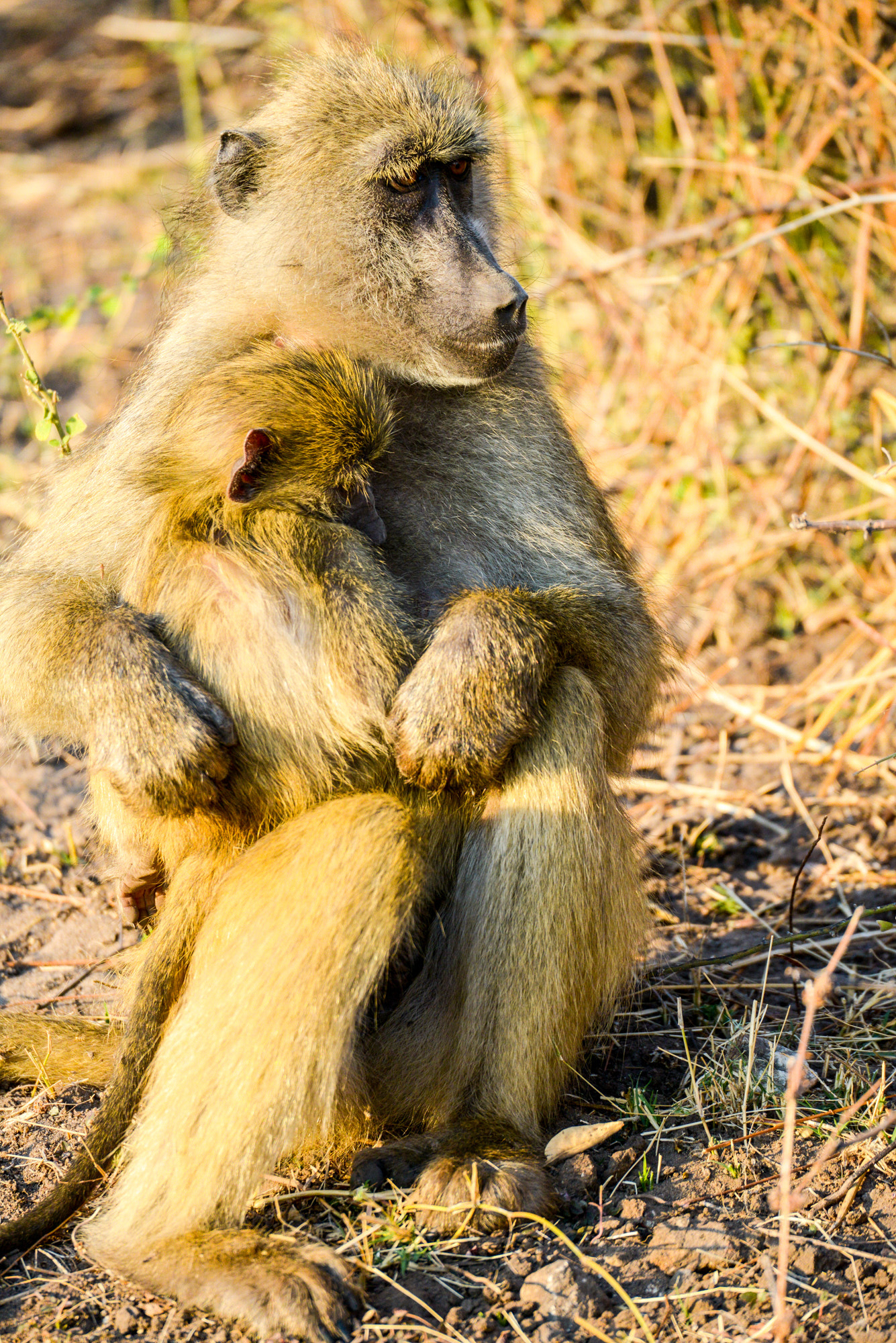 Nikon D800 sample photo. Chobe national park photography