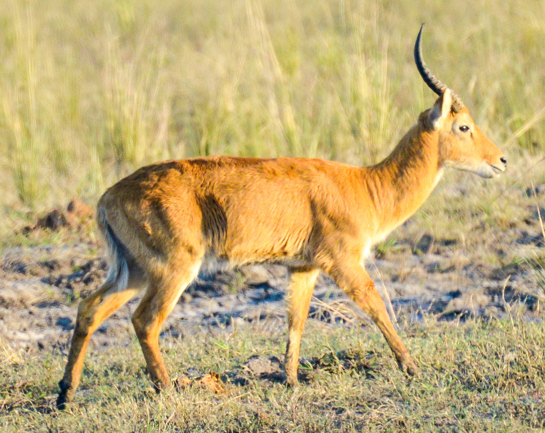 Nikon D800 sample photo. Chobe national park photography