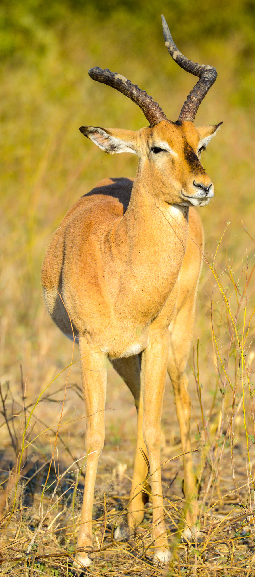 Nikon D800 sample photo. Chobe national park photography