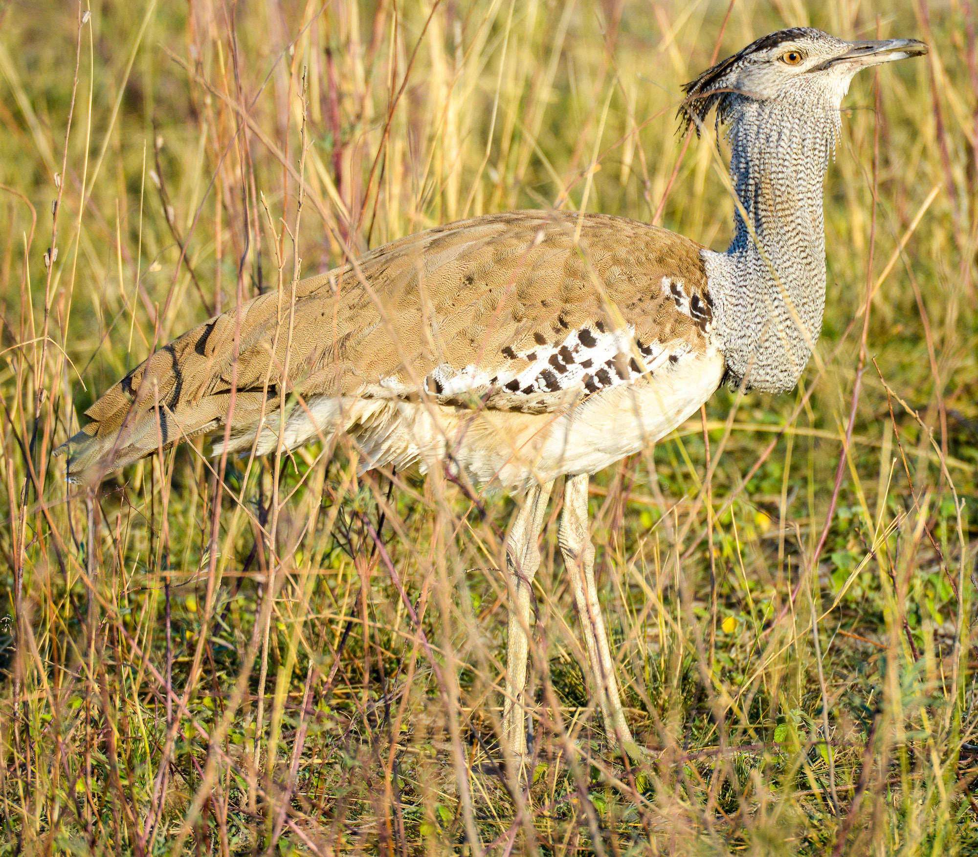 Nikon D800 sample photo. Chobe national park photography