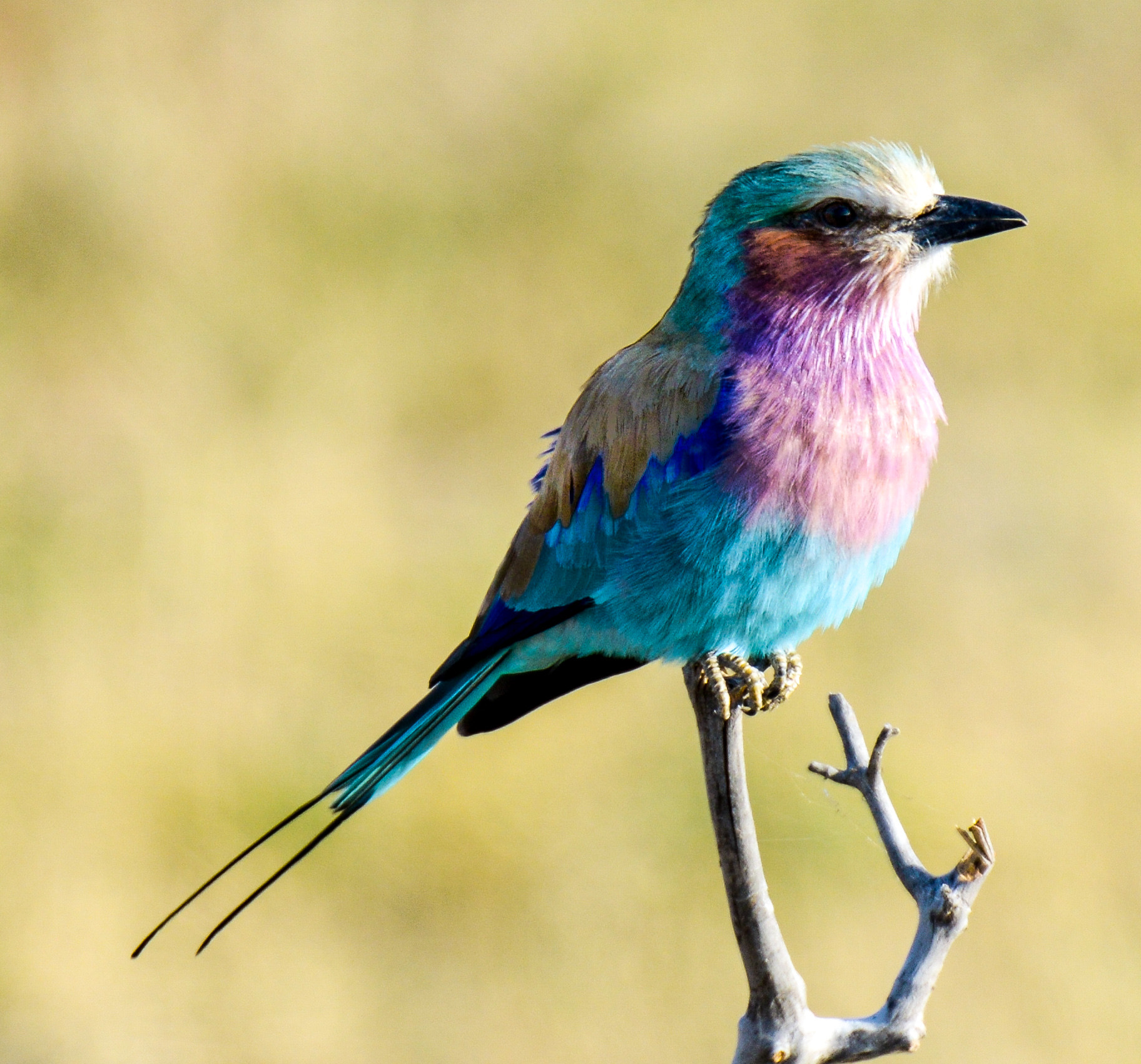 Nikon D800 sample photo. Chobe national park photography