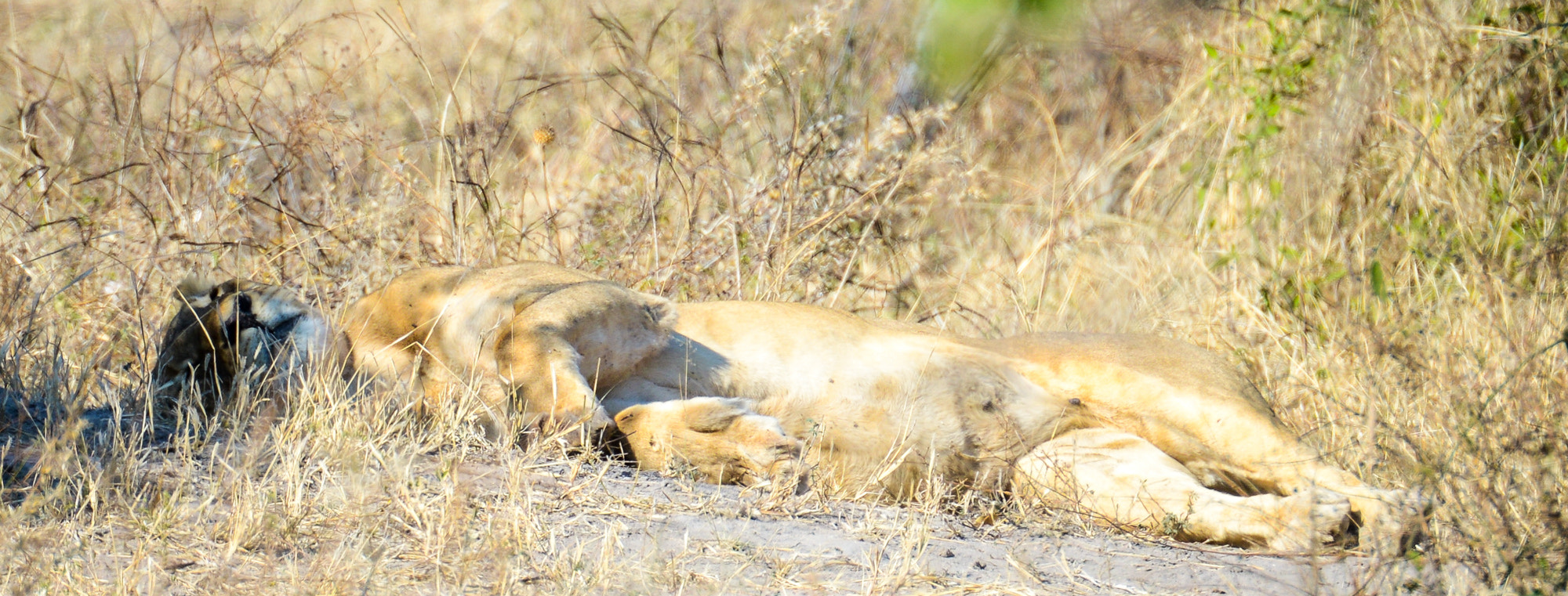 Nikon D800 sample photo. Chobe national park photography