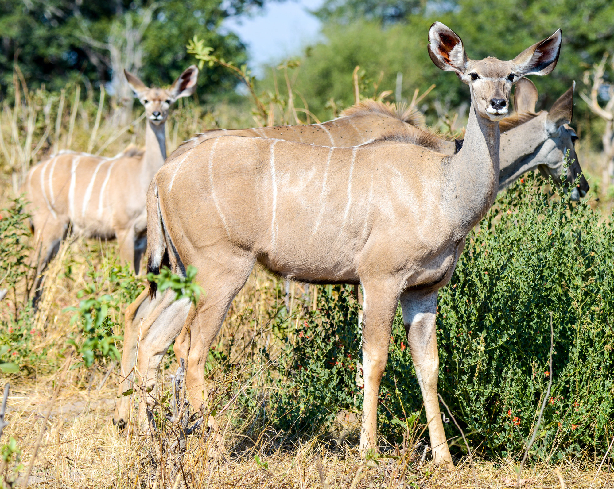 Nikon D800 sample photo. Chobe national park photography