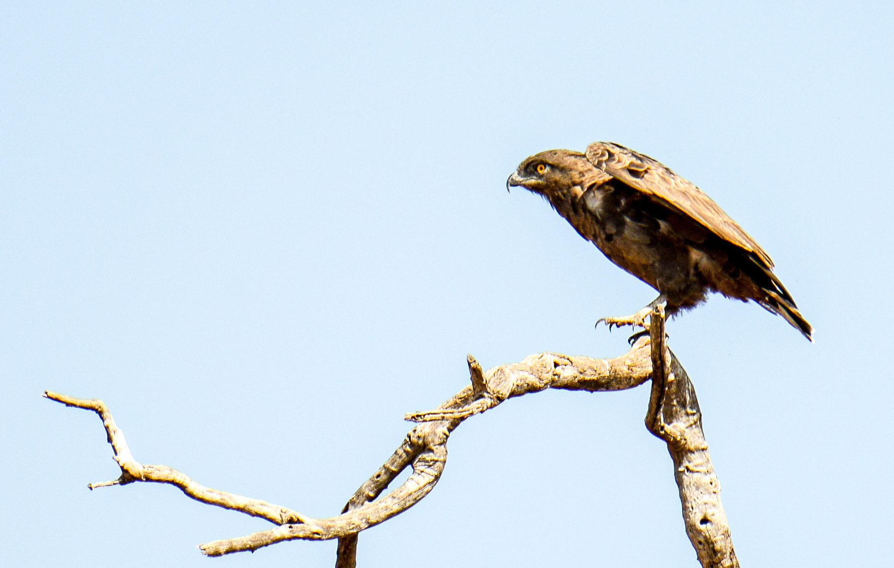 Nikon D800 sample photo. Chobe national park photography