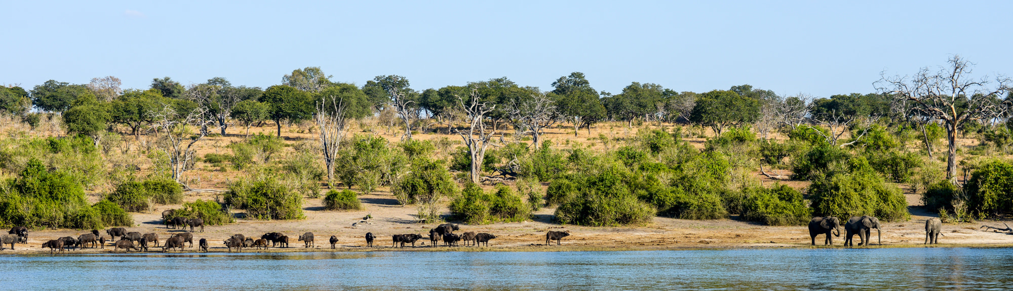 Nikon D800 sample photo. Chobe national park photography
