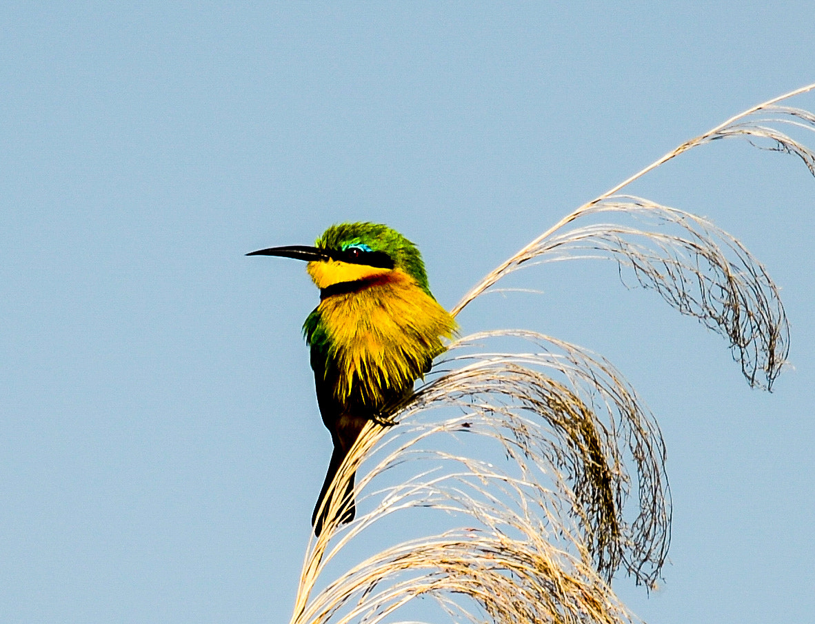 Nikon D800 sample photo. Chobe national park photography