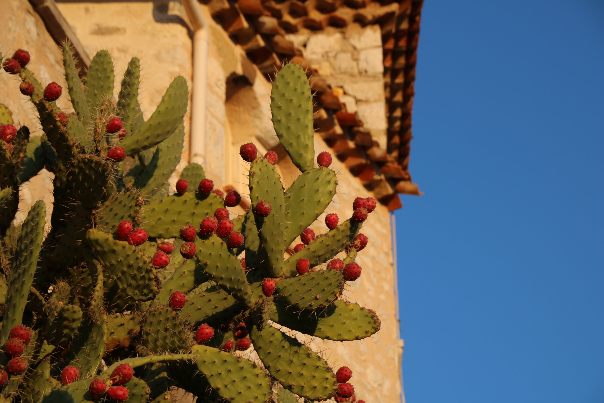 Canon EOS 760D (EOS Rebel T6s / EOS 8000D) + Sigma 18-250mm F3.5-6.3 DC OS HSM sample photo. A prickly plant photography