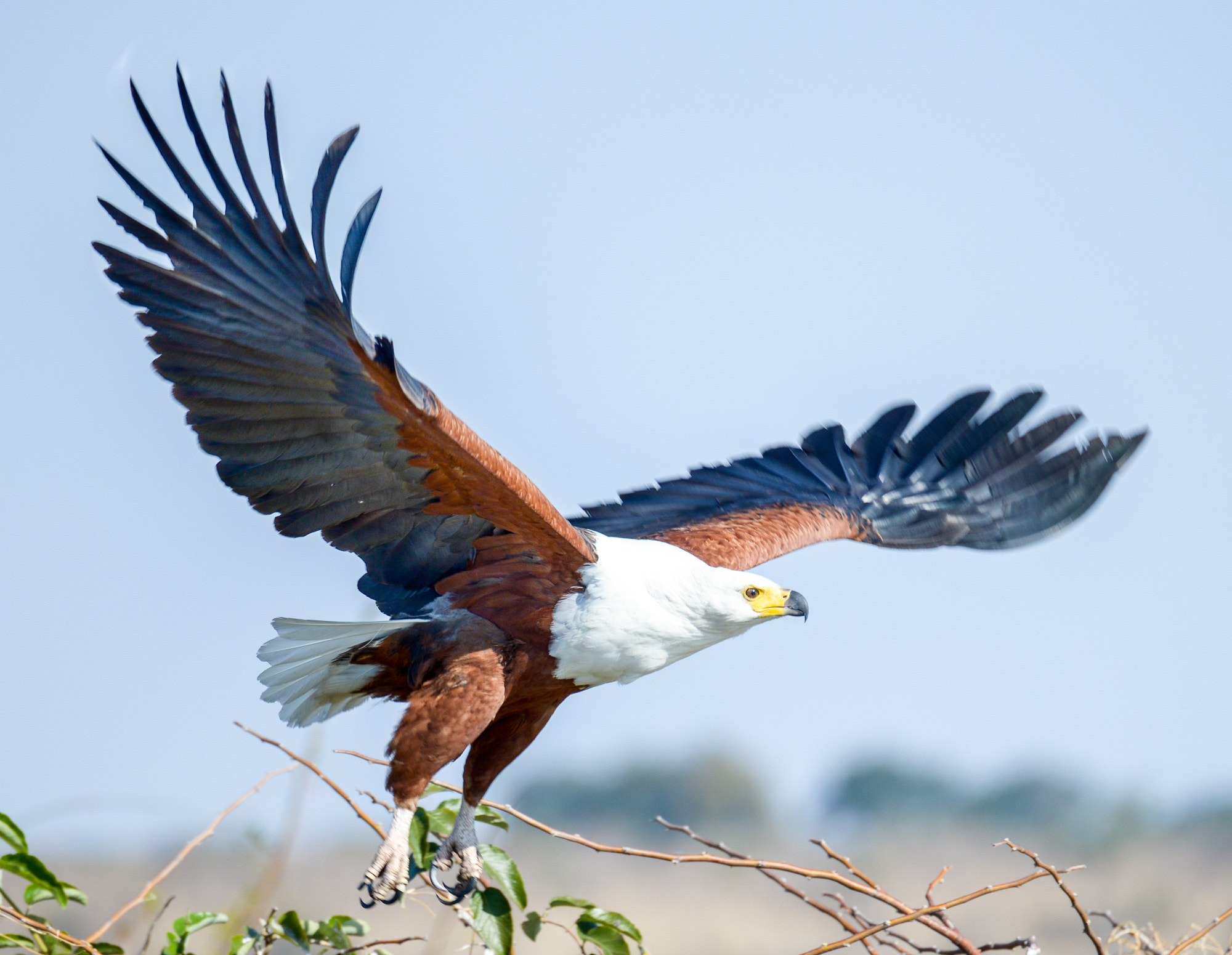 Nikon D800 sample photo. Chobe national park photography