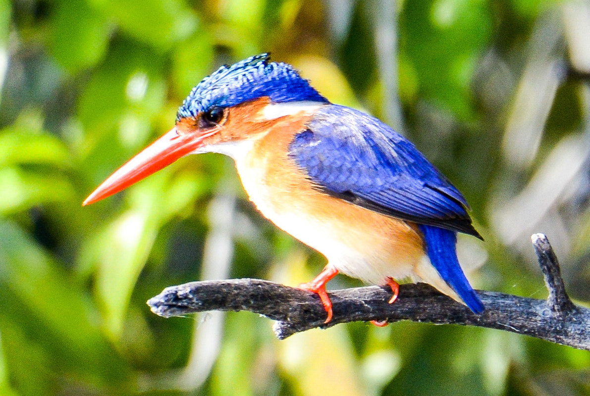 Nikon D800 sample photo. Chobe national park photography