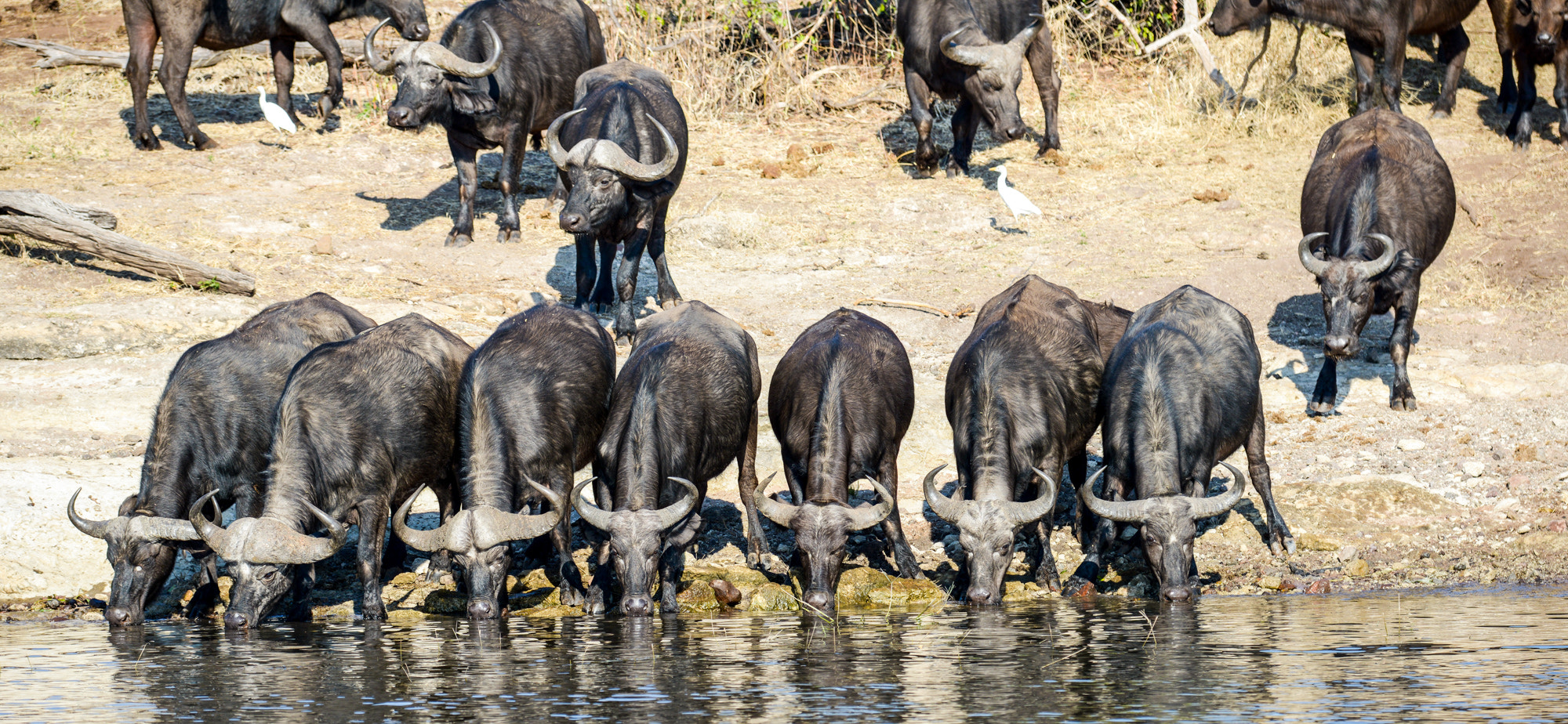 Nikon D800 sample photo. Chobe national park photography
