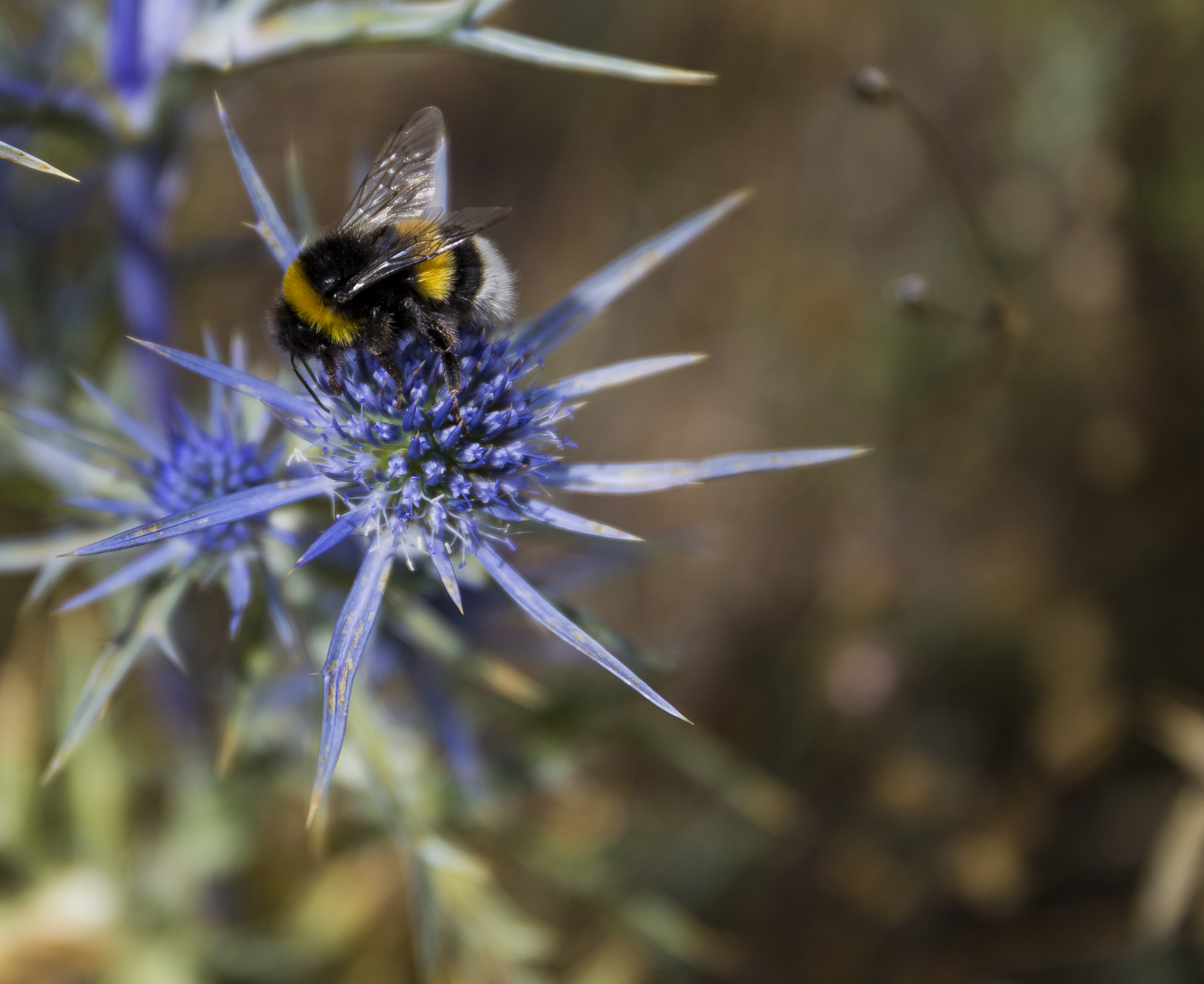 Canon EOS 6D + Sigma 24-105mm f/4 DG OS HSM | A sample photo. Bumblebee photography