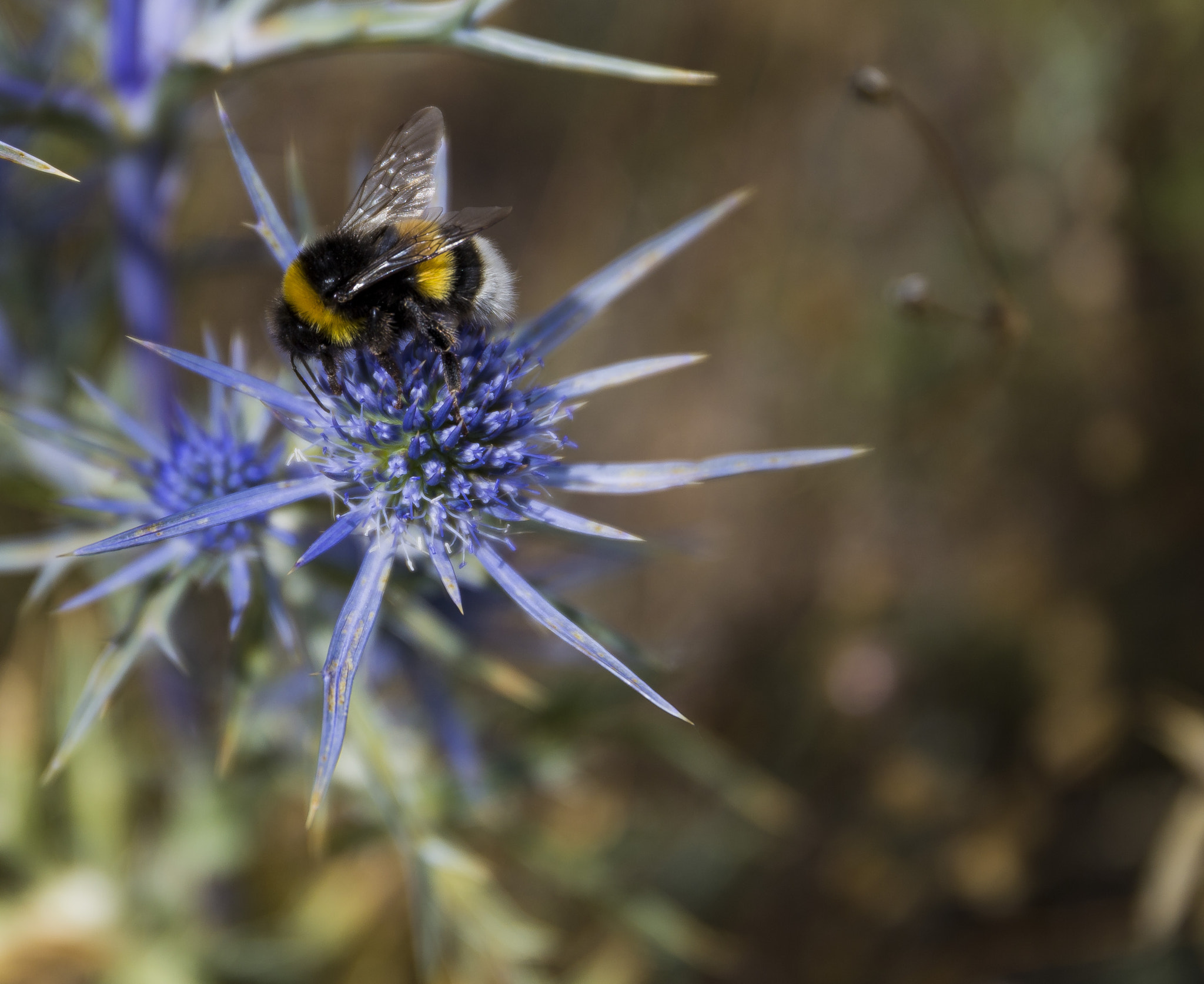 Sigma 24-105mm f/4 DG OS HSM | A sample photo. Bumblebee photography