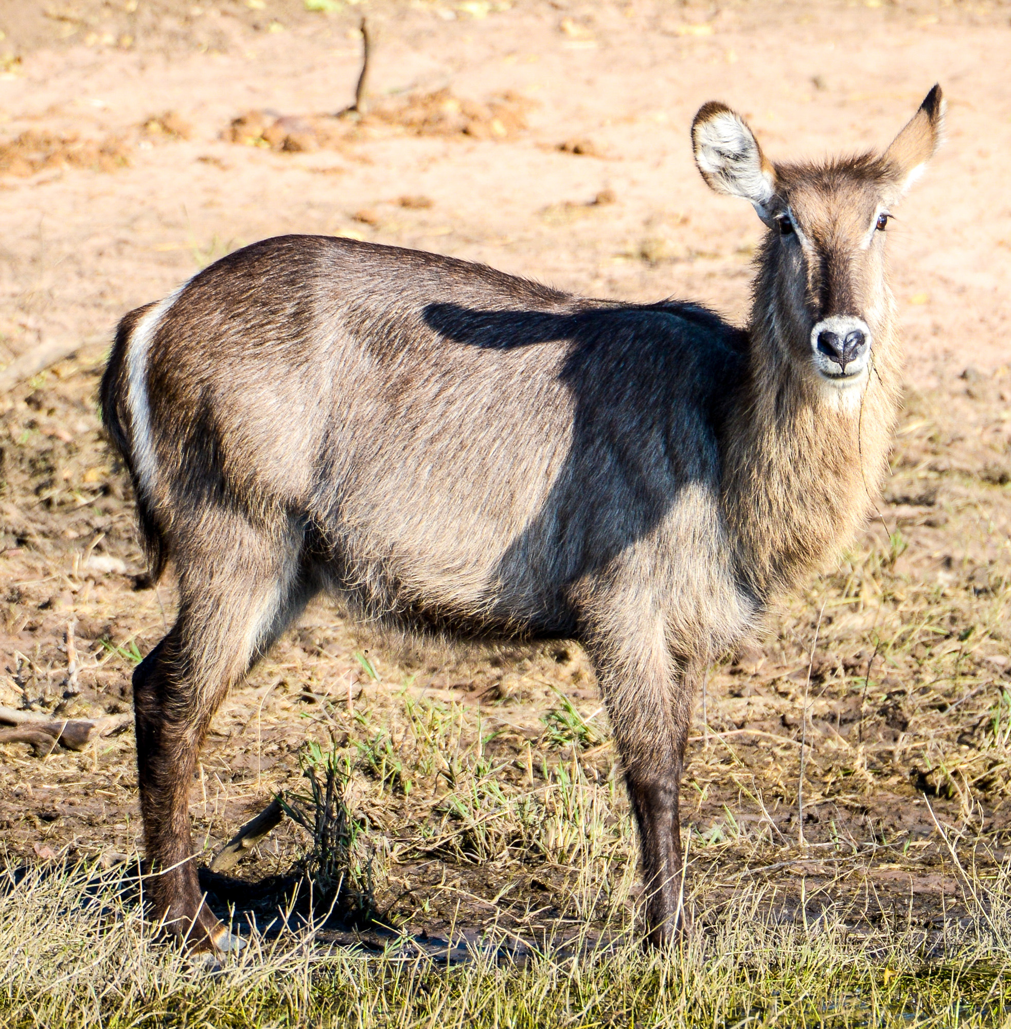 Nikon D800 sample photo. Chobe national park photography