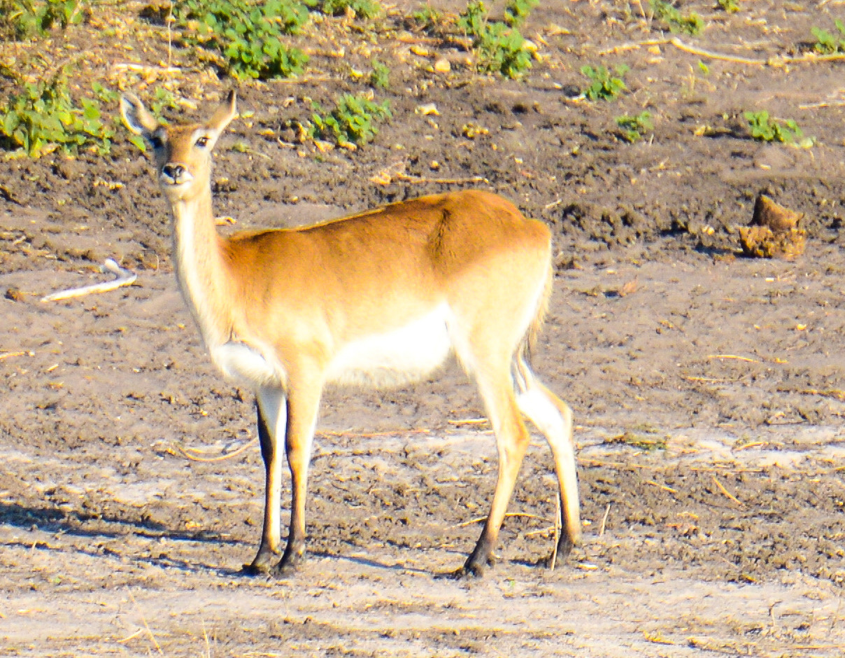 Nikon D800 sample photo. Chobe national park photography