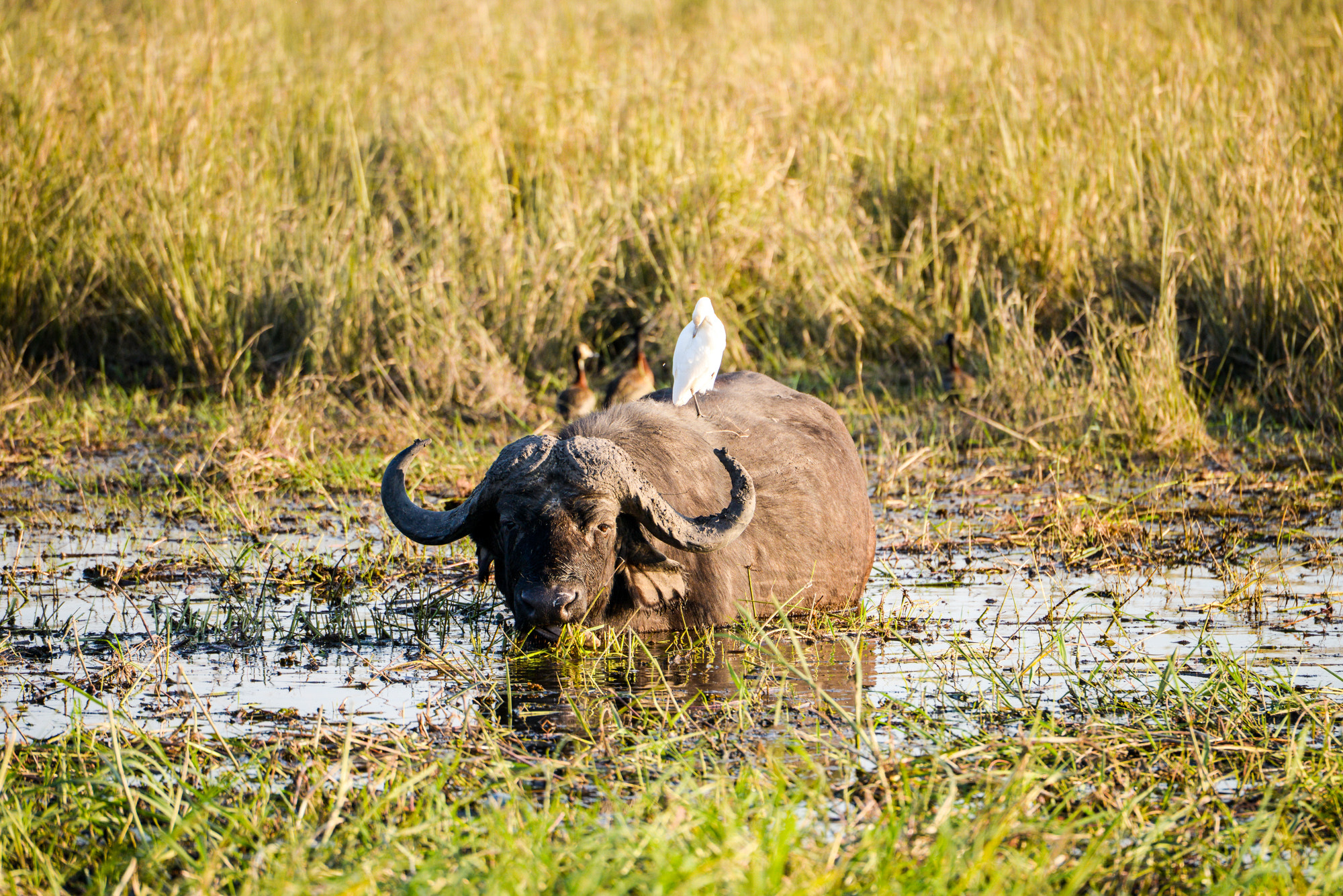 Nikon D800 sample photo. Chobe national park photography