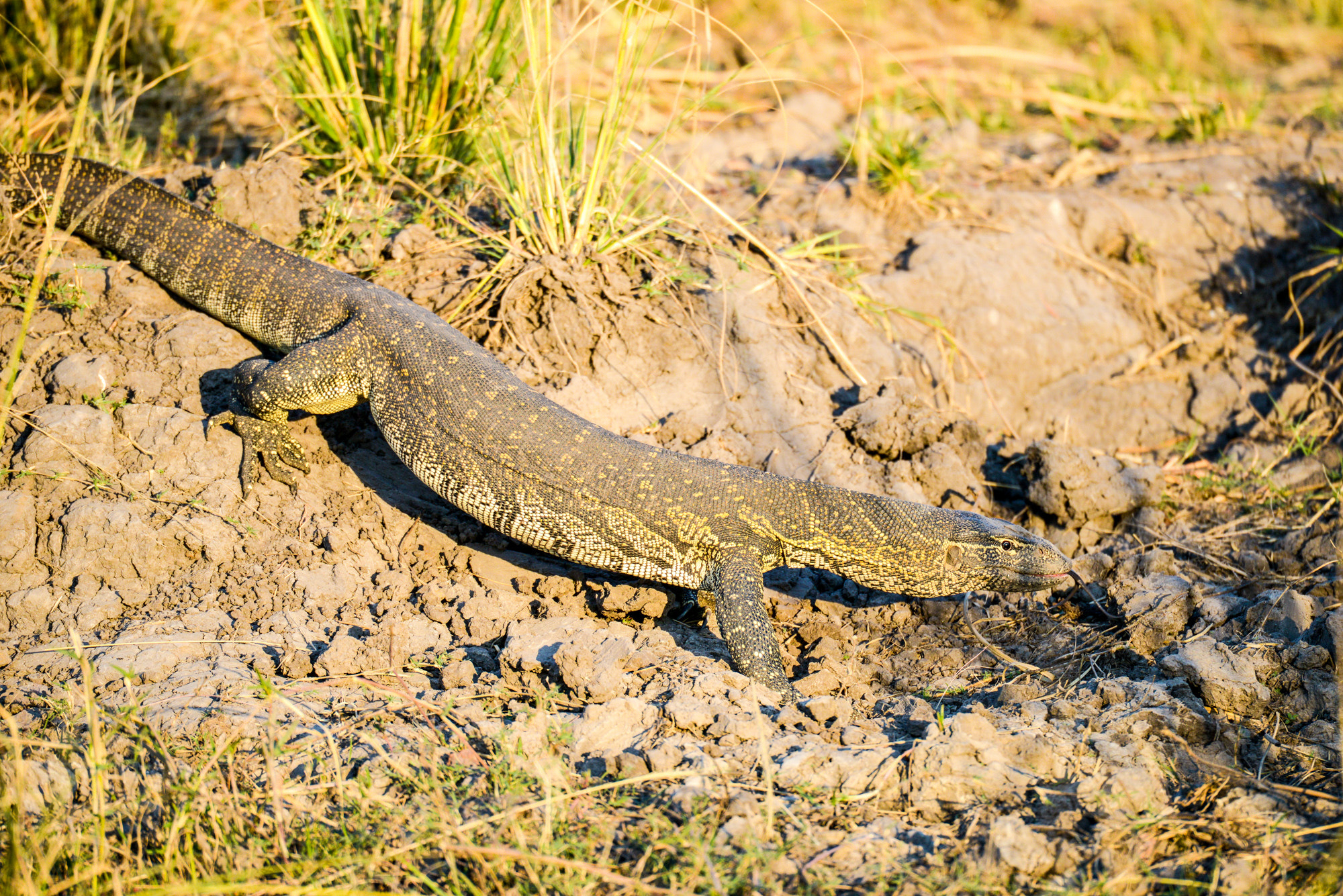 Nikon D800 sample photo. Chobe national park photography