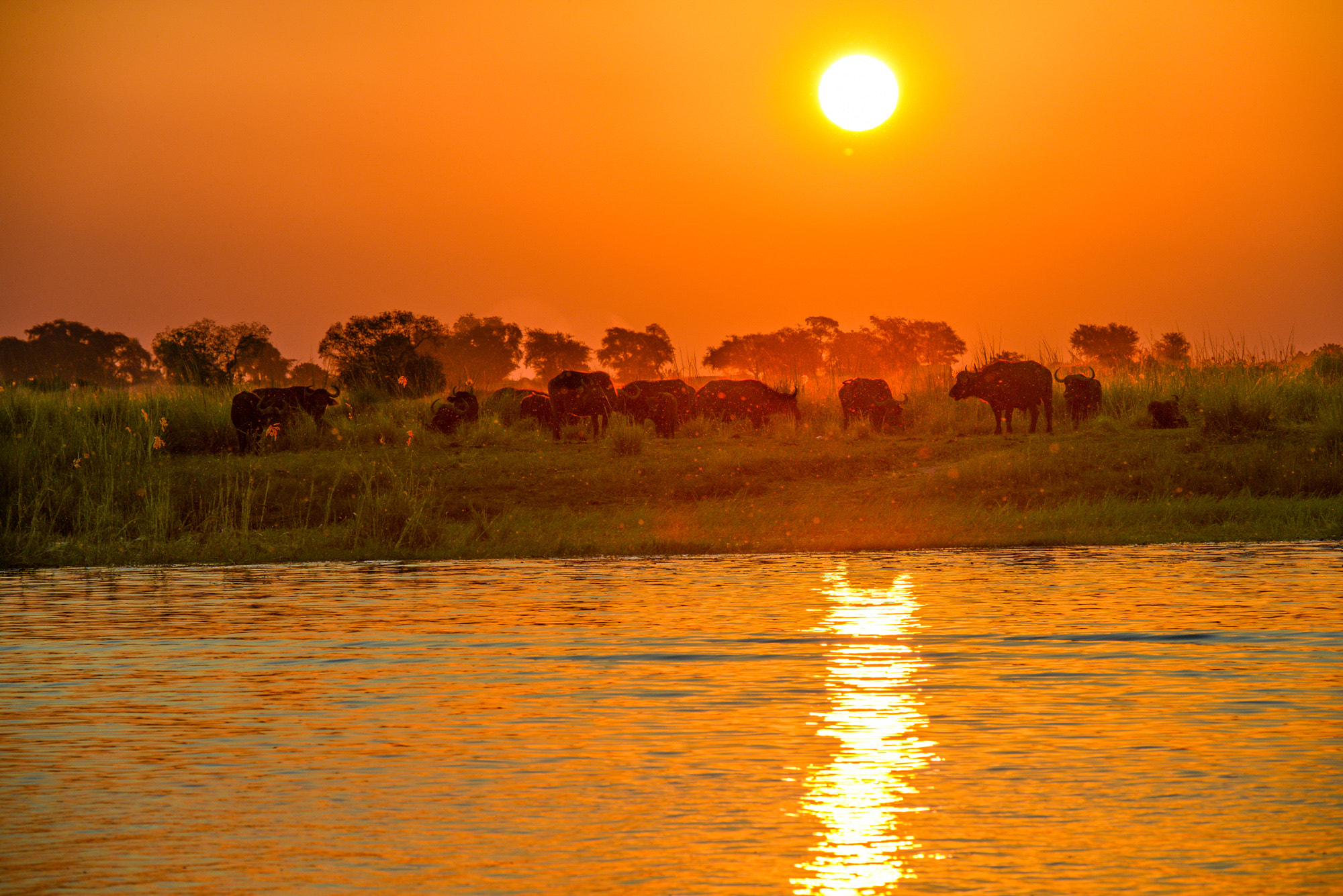 Nikon D800 sample photo. Chobe national park photography