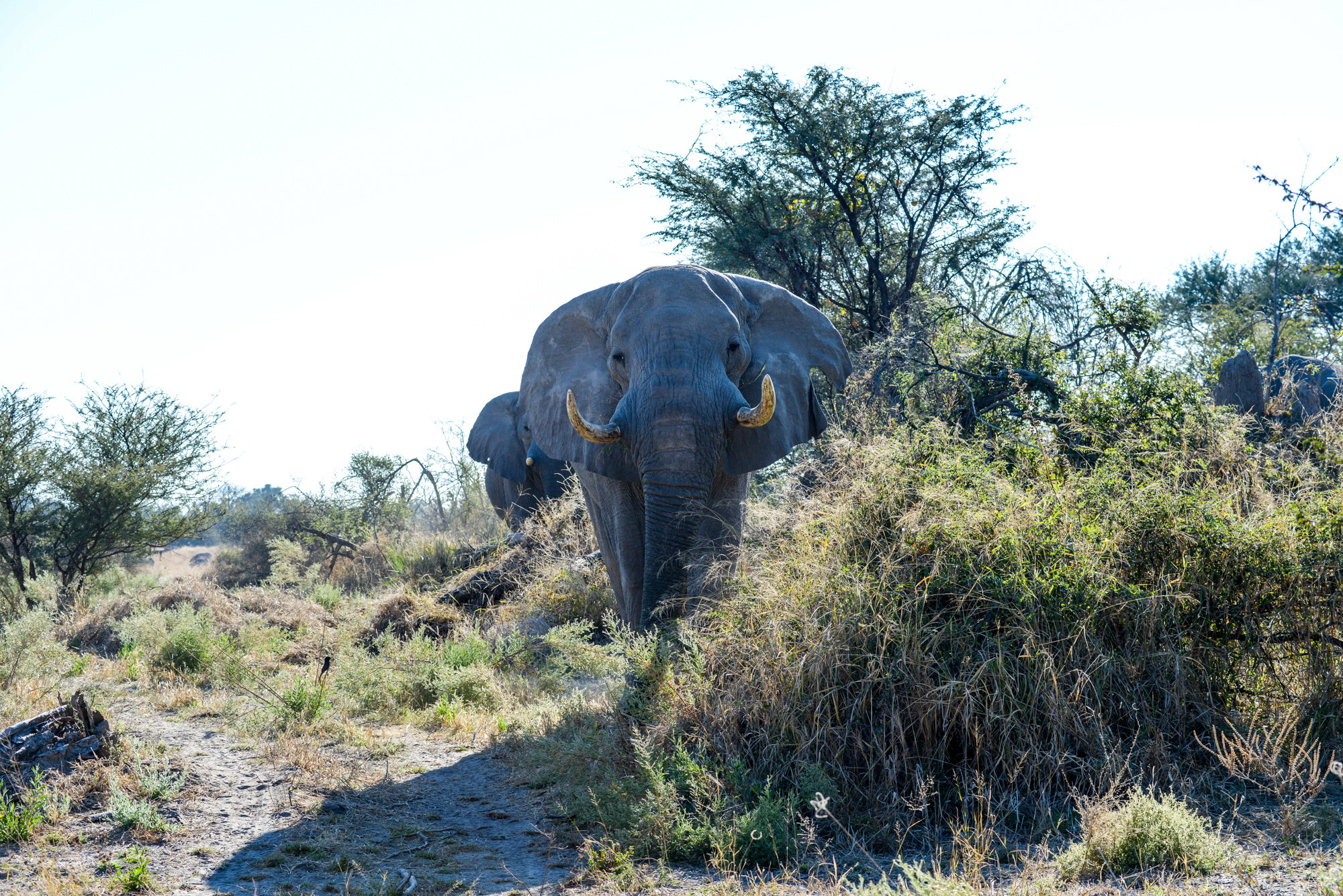 Nikon D800 sample photo. Okavango delta photography