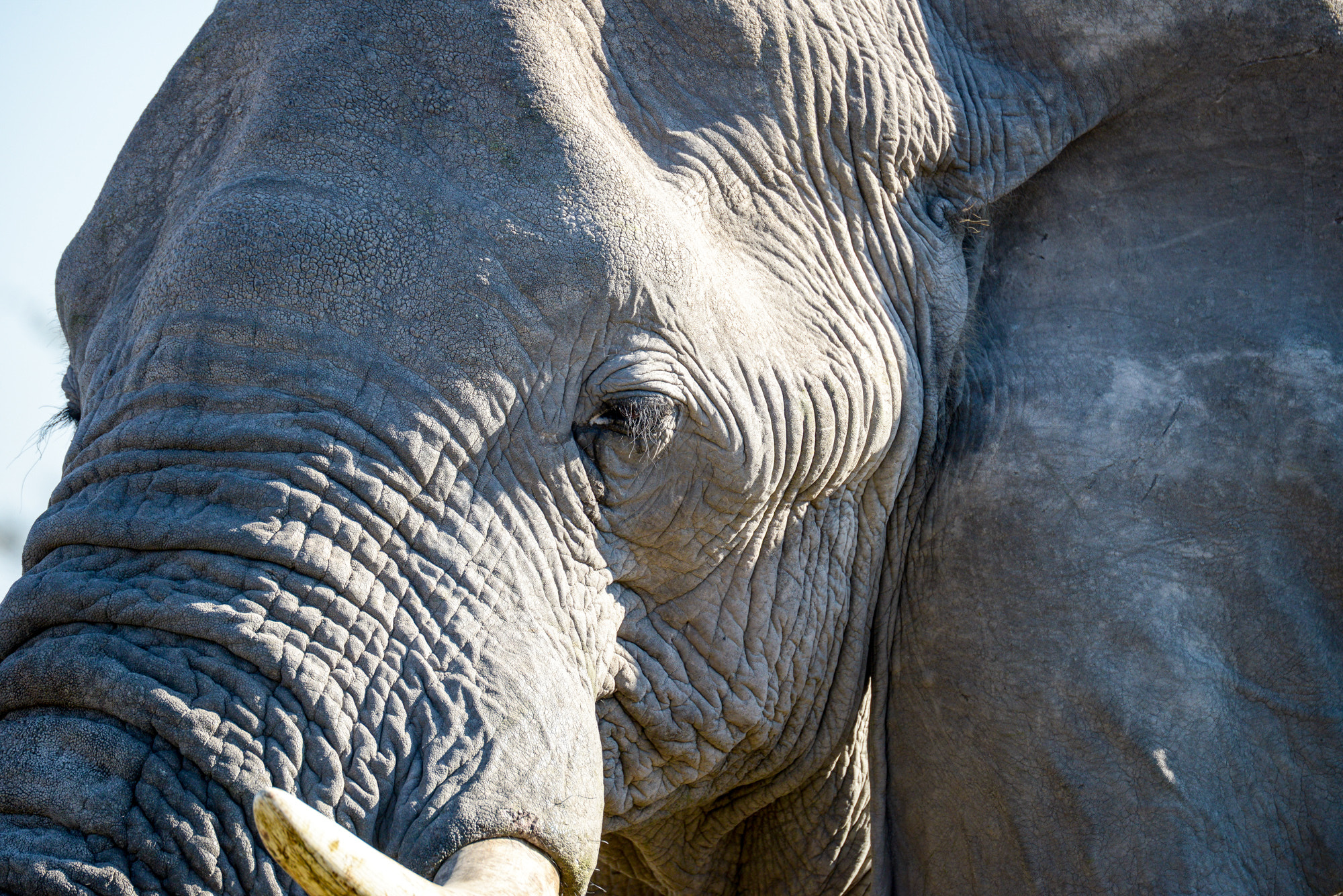 Nikon D800 sample photo. Okavango delta photography