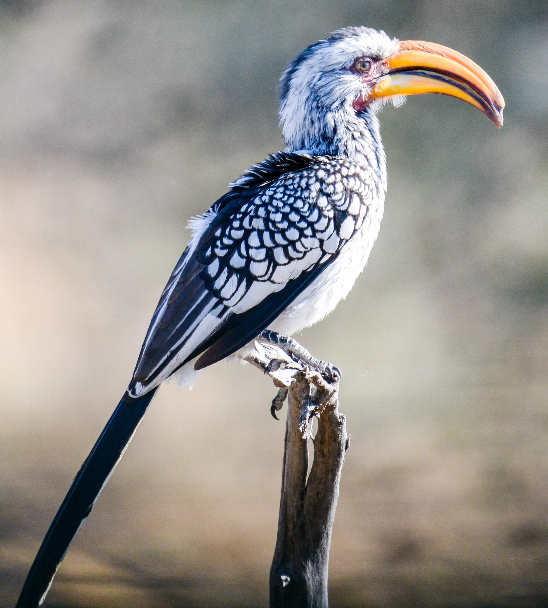 Nikon D800 sample photo. Okavango delta photography