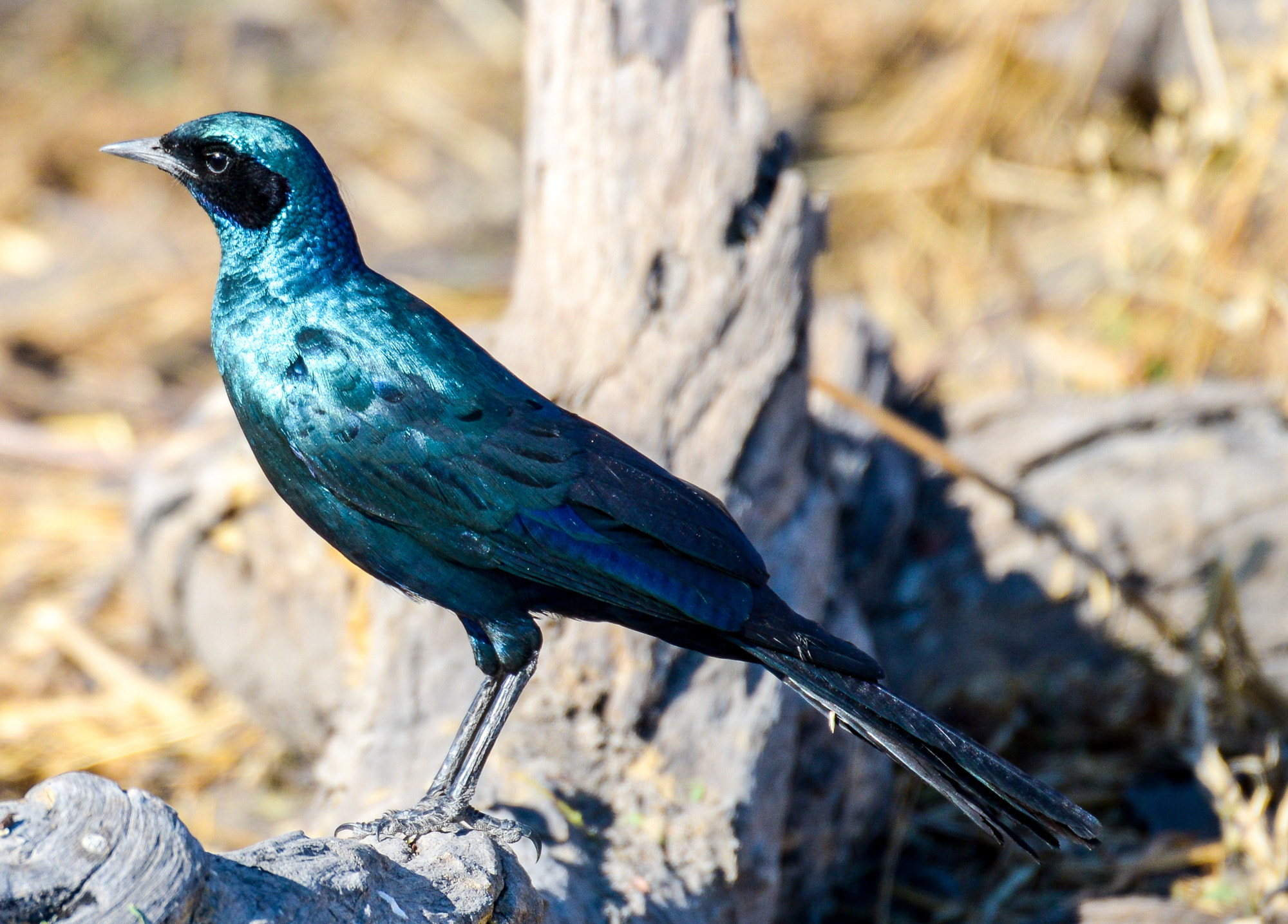 Nikon D800 sample photo. Okavango delta photography