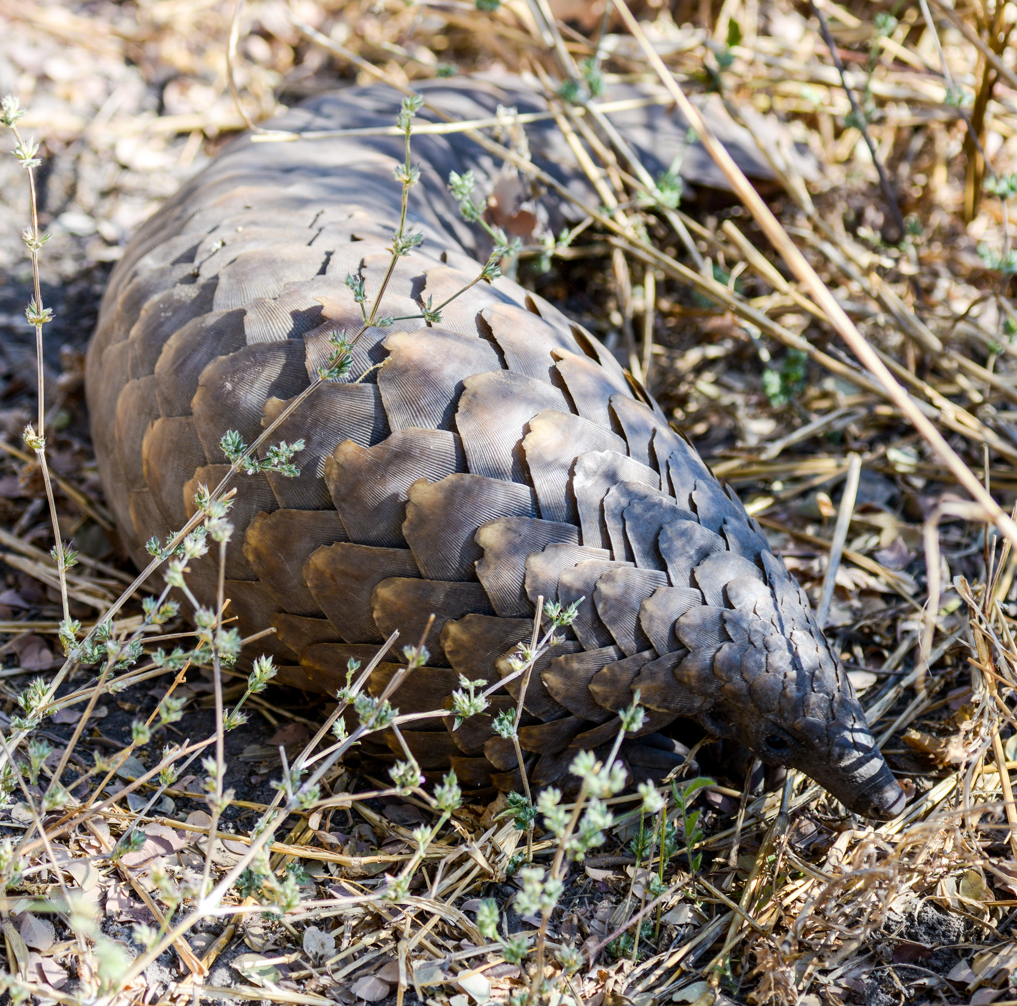 Nikon D800 sample photo. Okavango delta photography