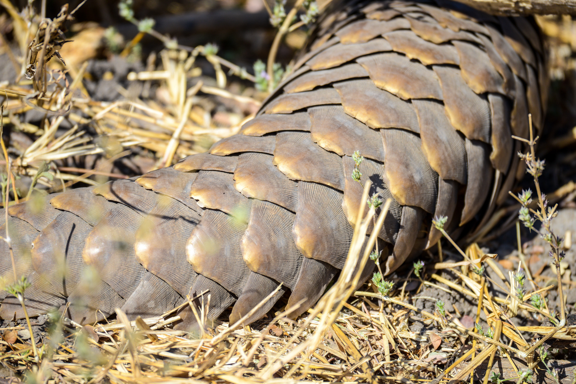 Nikon D800 sample photo. Okavango delta photography