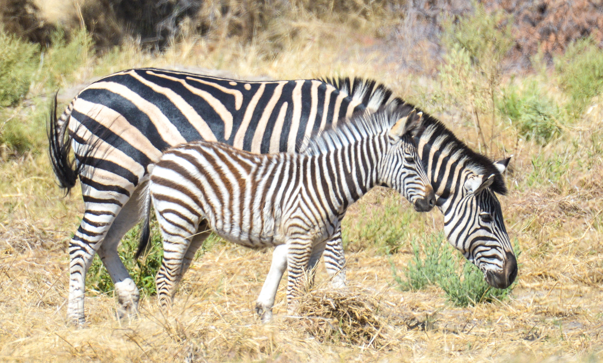 Nikon D800 sample photo. Okavango delta photography