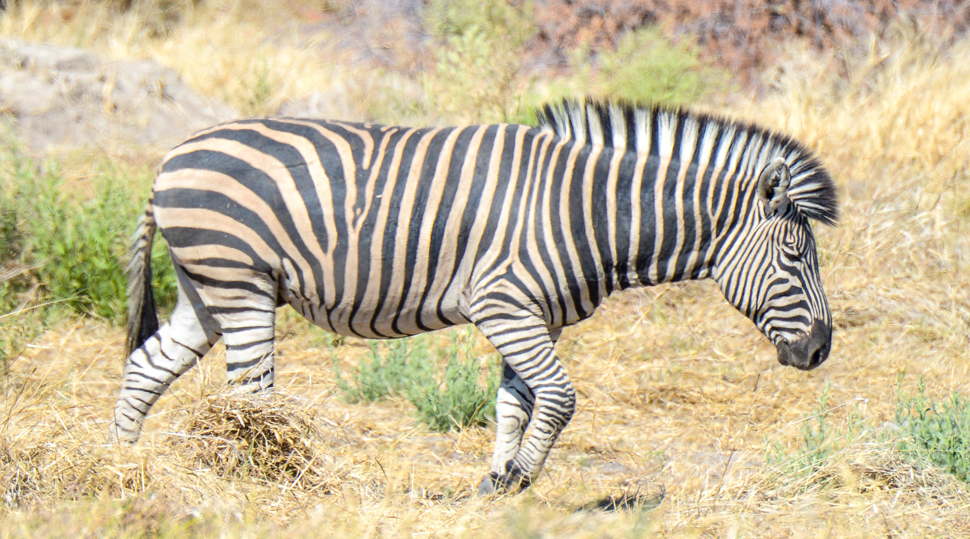 Nikon D800 sample photo. Okavango delta photography