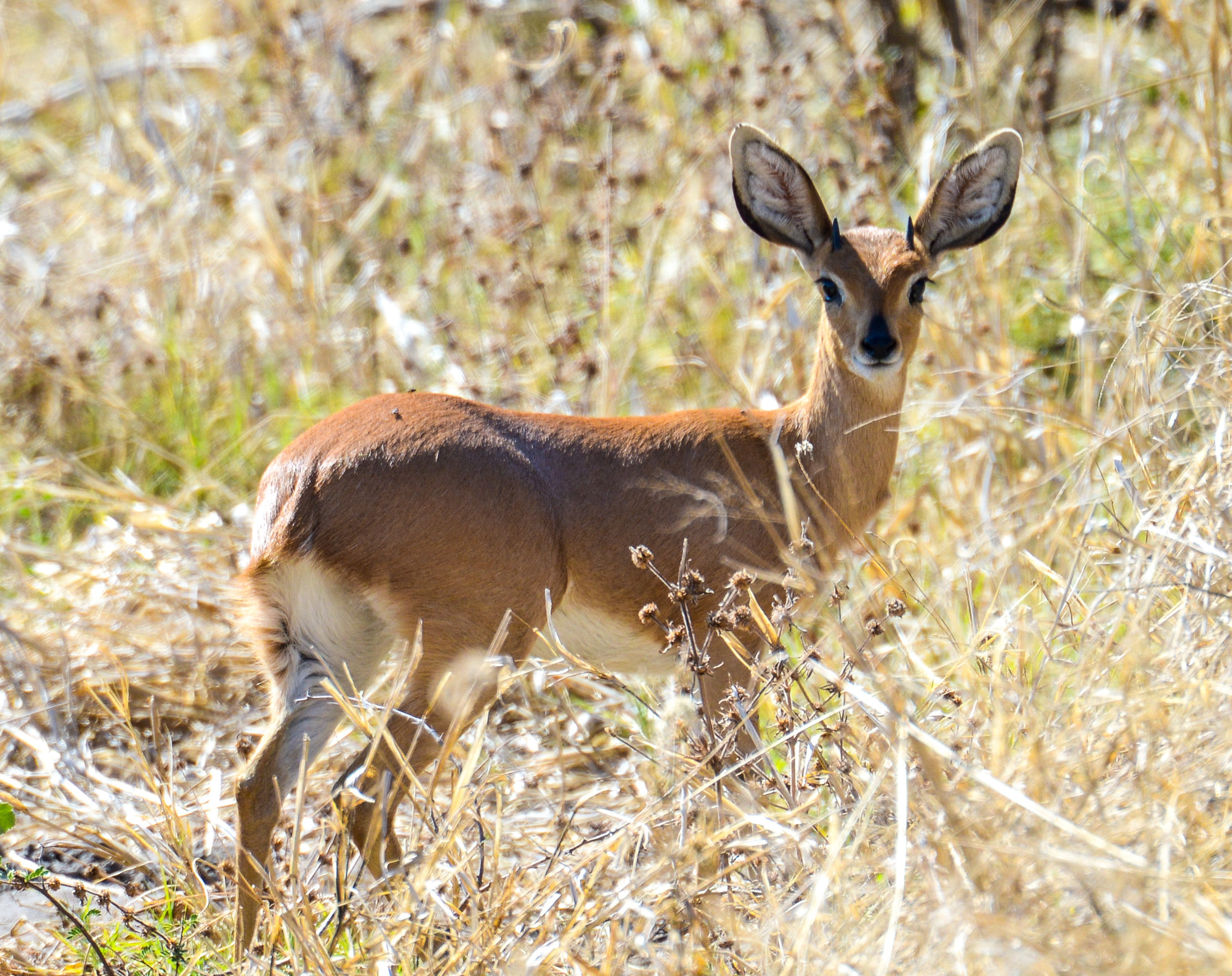 Nikon D800 sample photo. Okavango delta photography