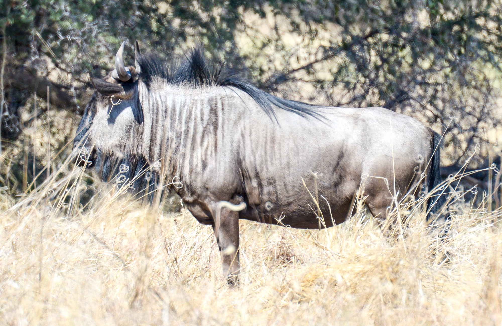 Nikon D800 sample photo. Okavango delta photography