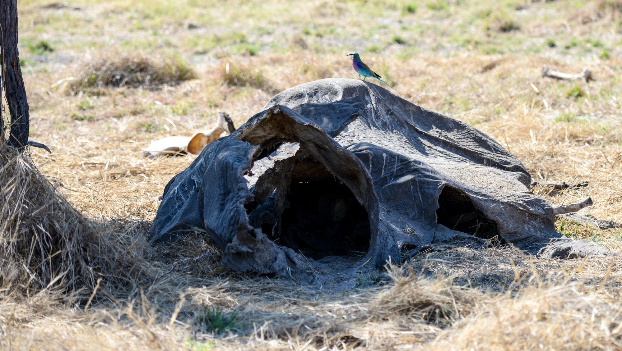 Nikon D800 sample photo. Okavango delta photography