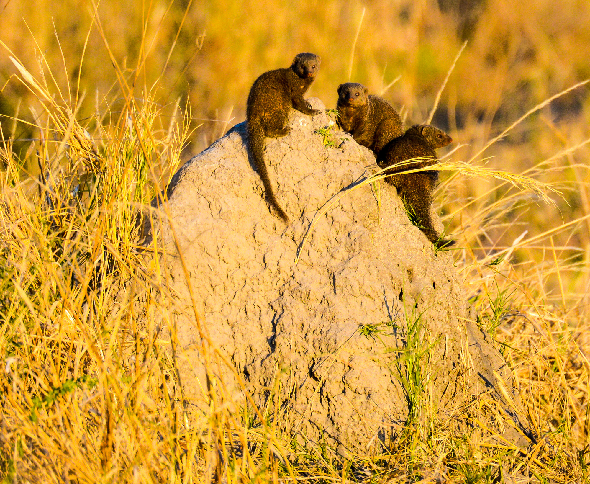 Nikon D800 sample photo. Okavango delta photography