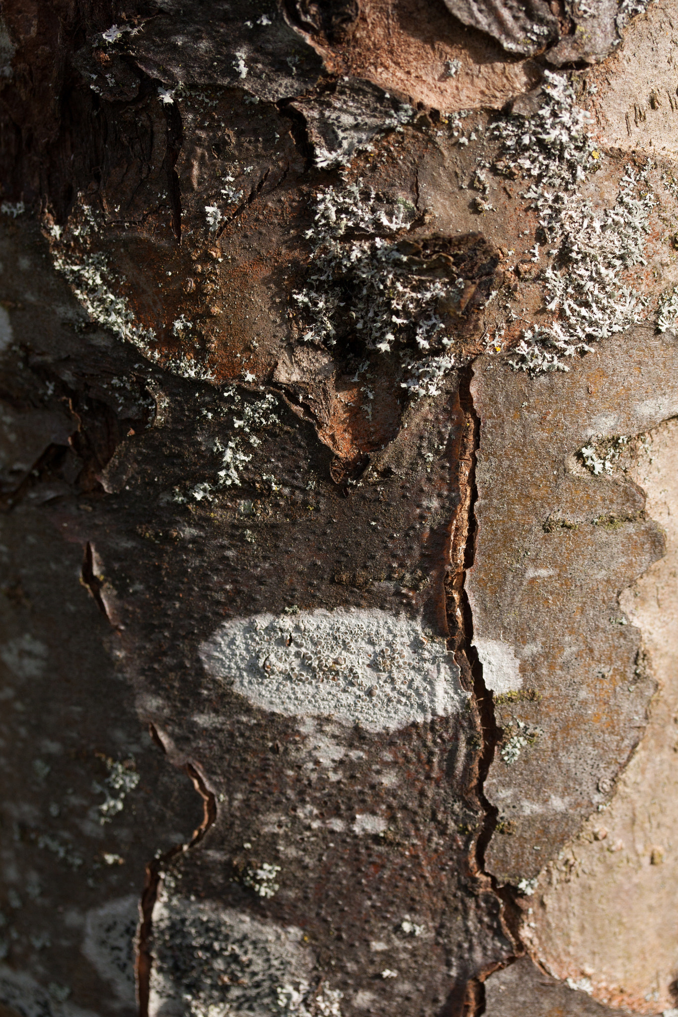 Canon EF-S 60mm F2.8 Macro USM sample photo. Bast photography