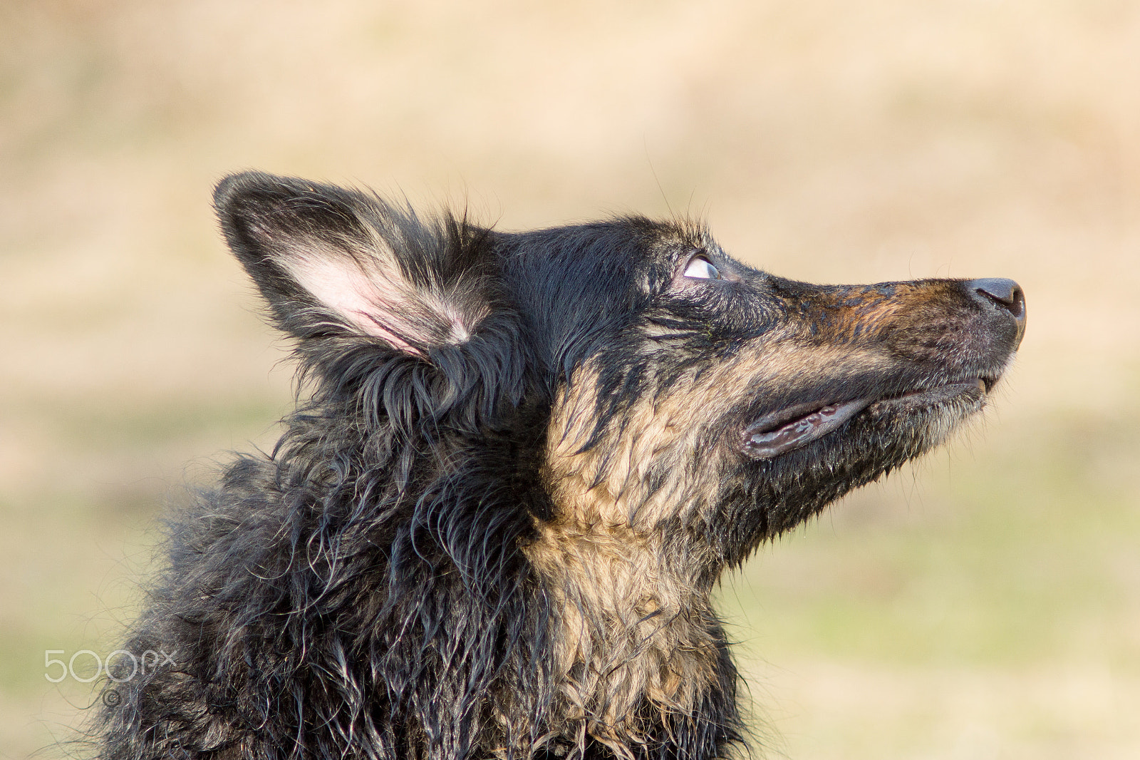 Sony SLT-A65 (SLT-A65V) + Minolta AF 70-210mm F4 Macro sample photo. Beloved dog photography